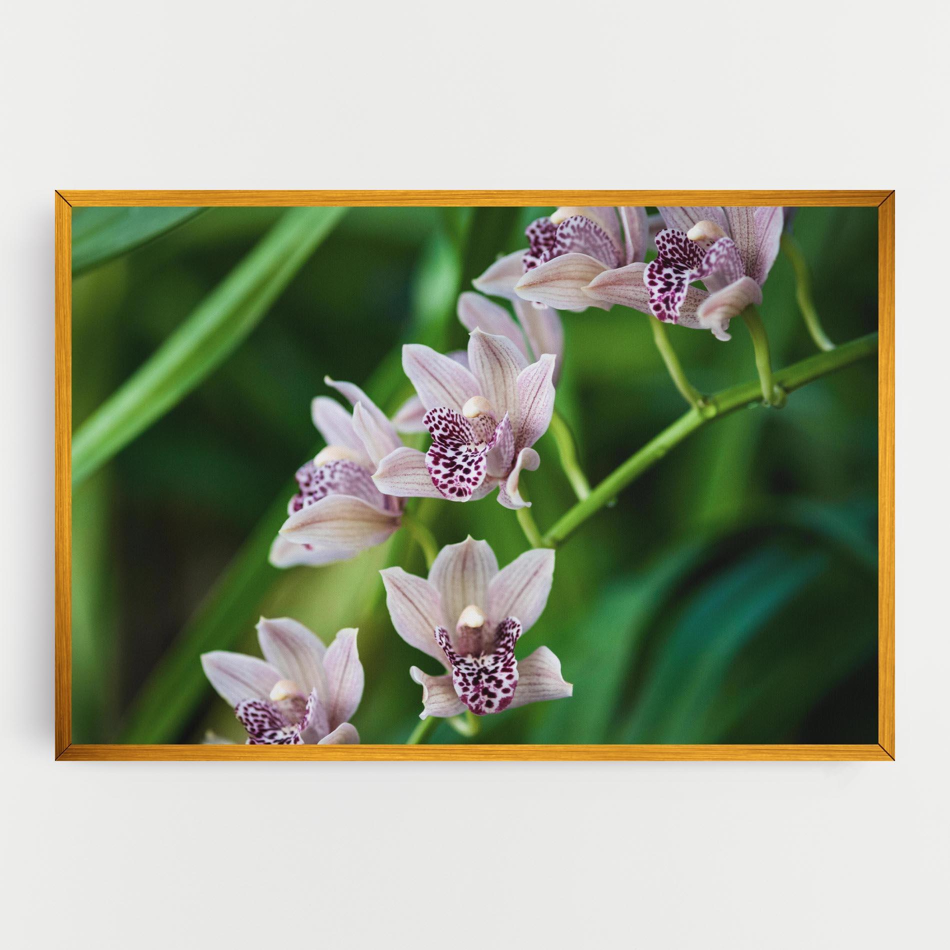 Tablou Canvas Cymbidium Orchid mockup 0