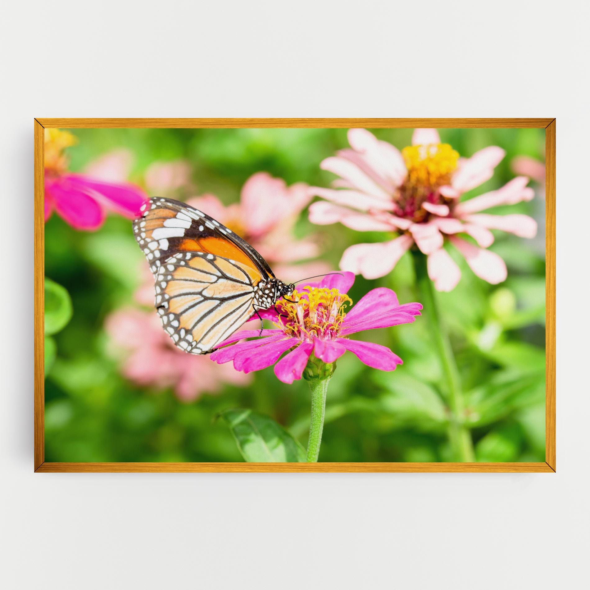 Daylight Butterfly mockup 0