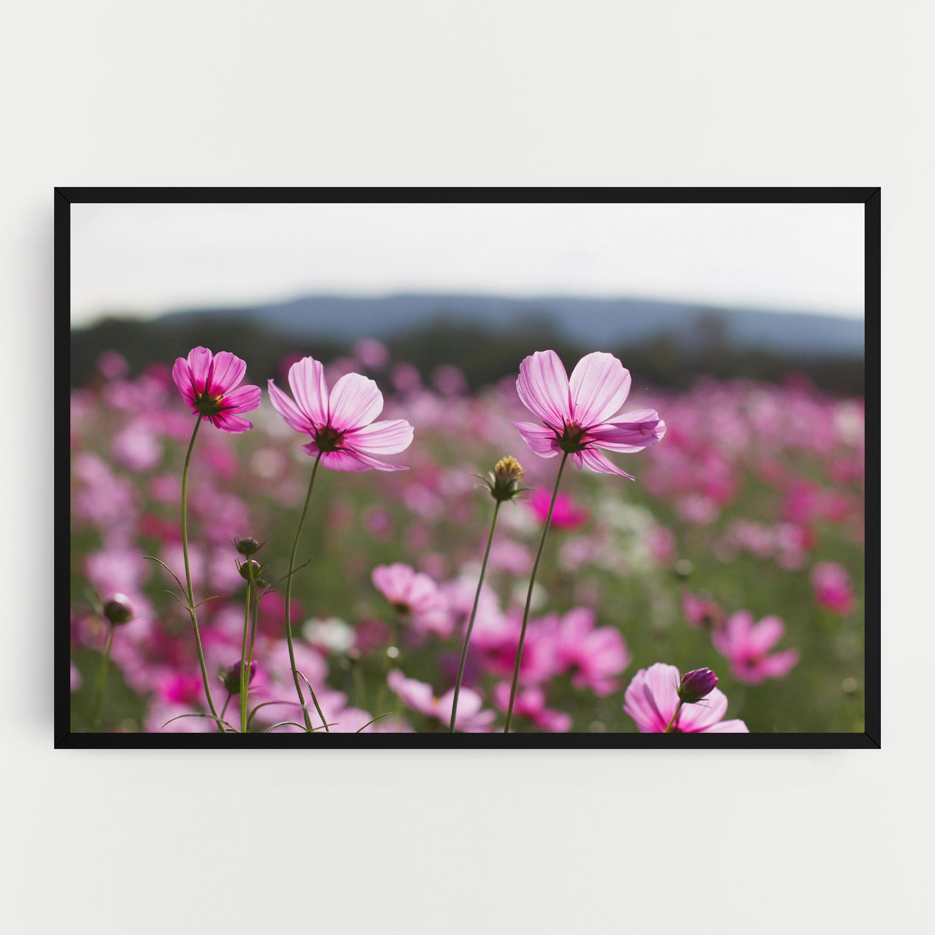 Cosmos Flower mockup 0