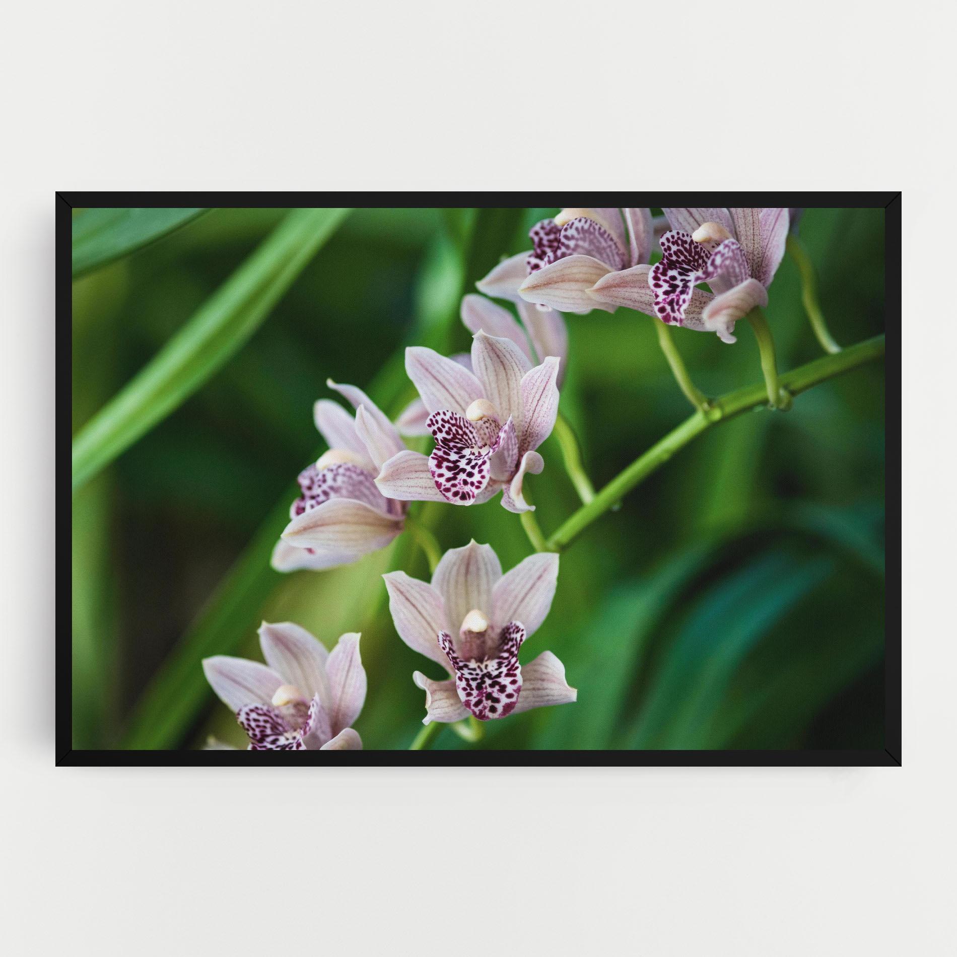 Tablou Canvas Cymbidium Orchid mockup 0