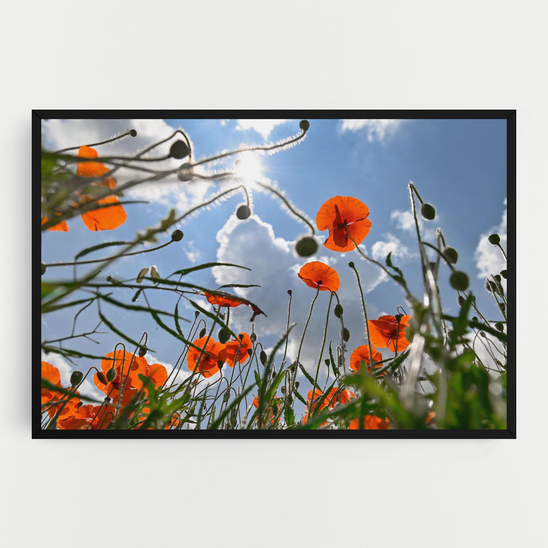 Tablou Canvas Wild Poppy Daylight mockup 0