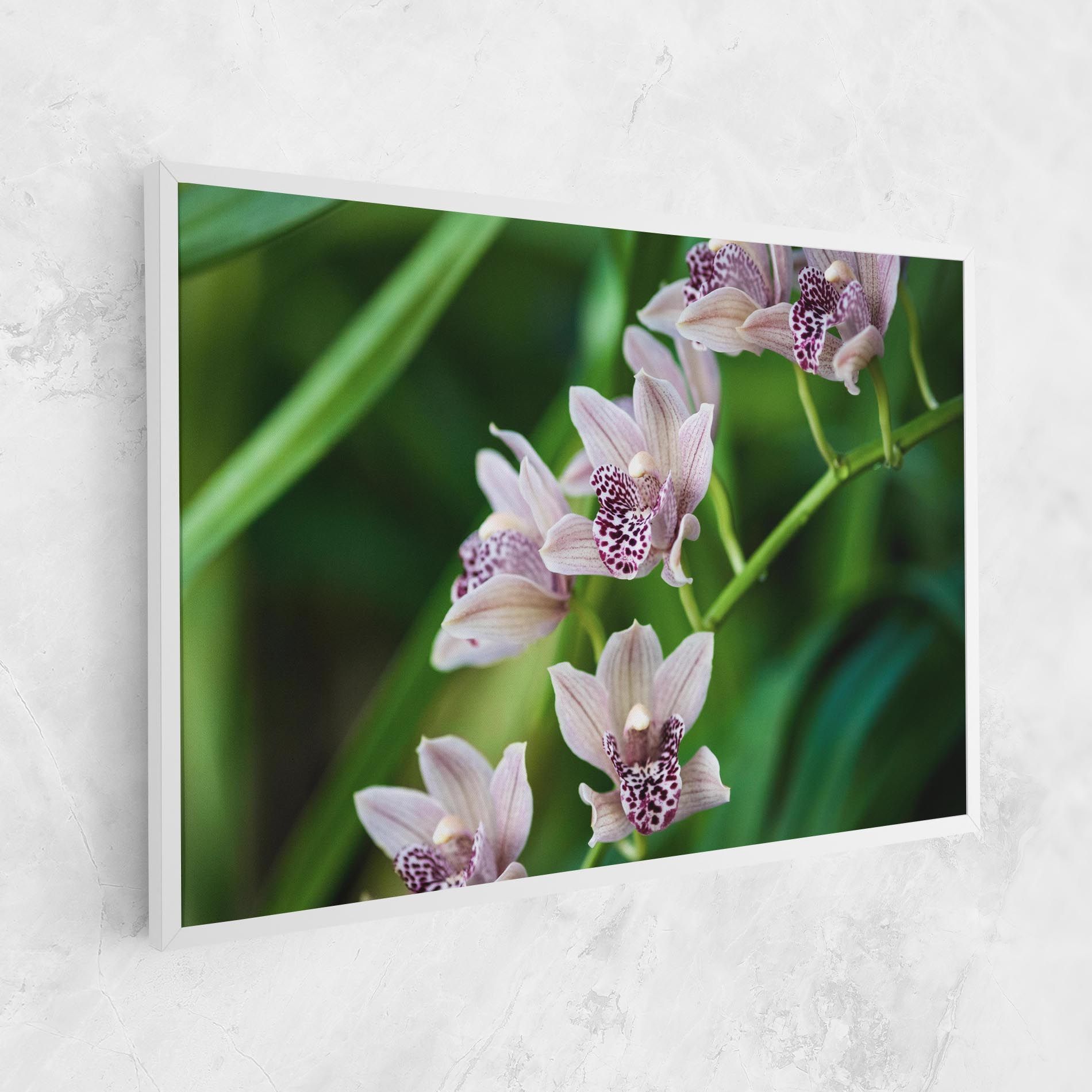 Cymbidium Orchid mockup 1