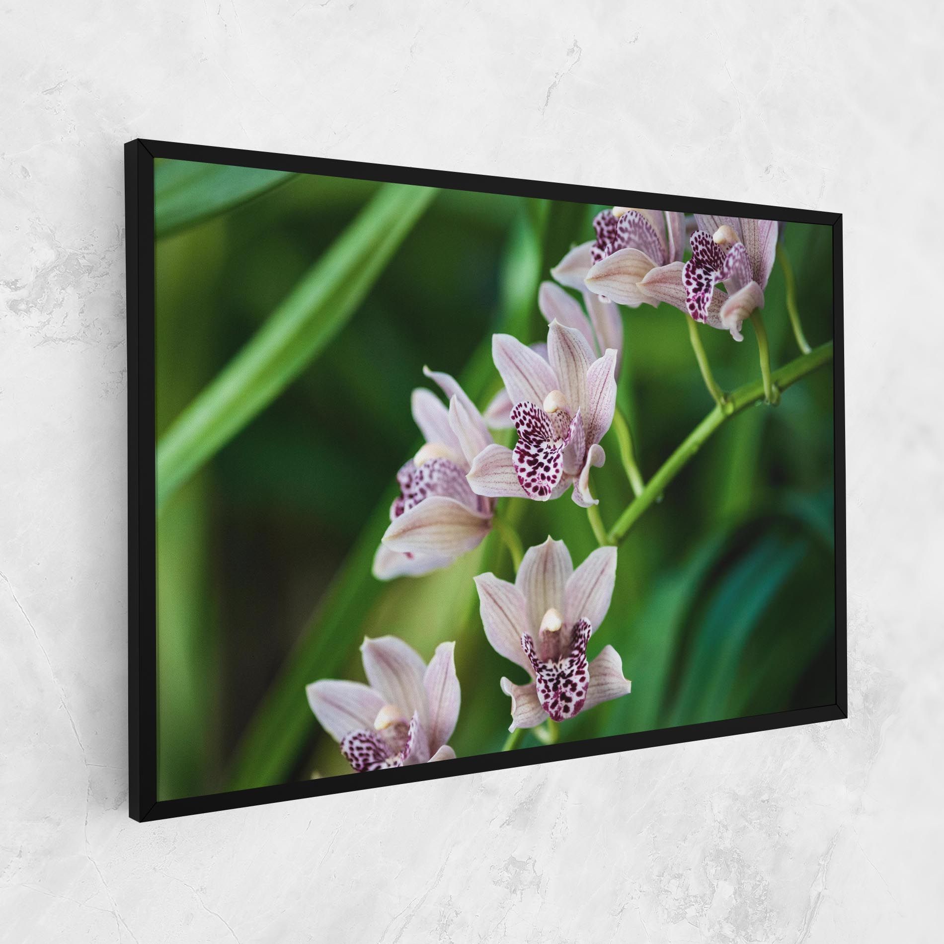 Cymbidium Orchid mockup 1