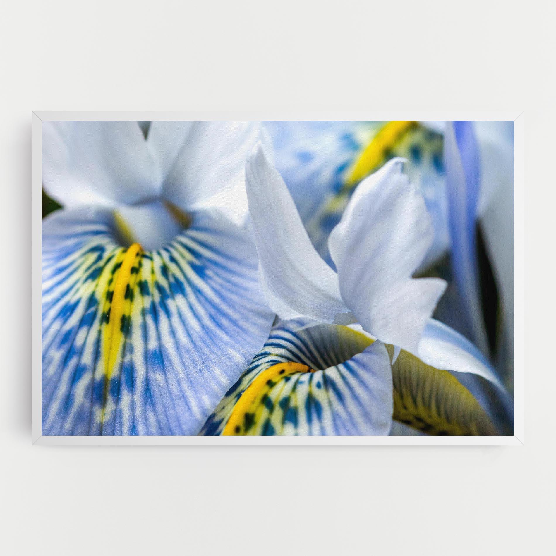 Tablou Canvas Blue Yellow Iris mockup 0
