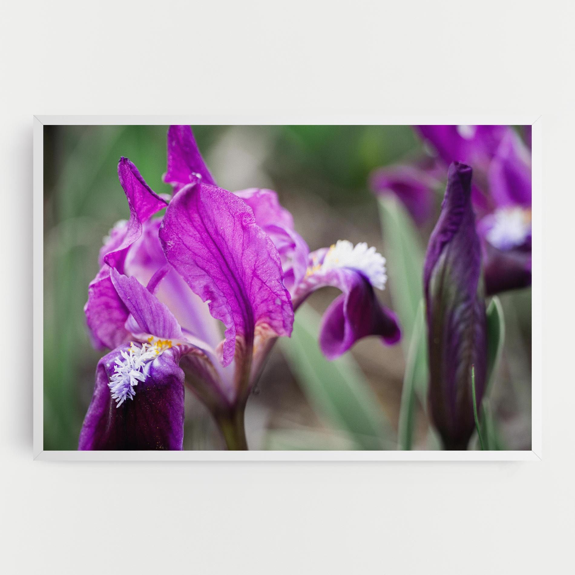 Dark Pink Iris mockup 0