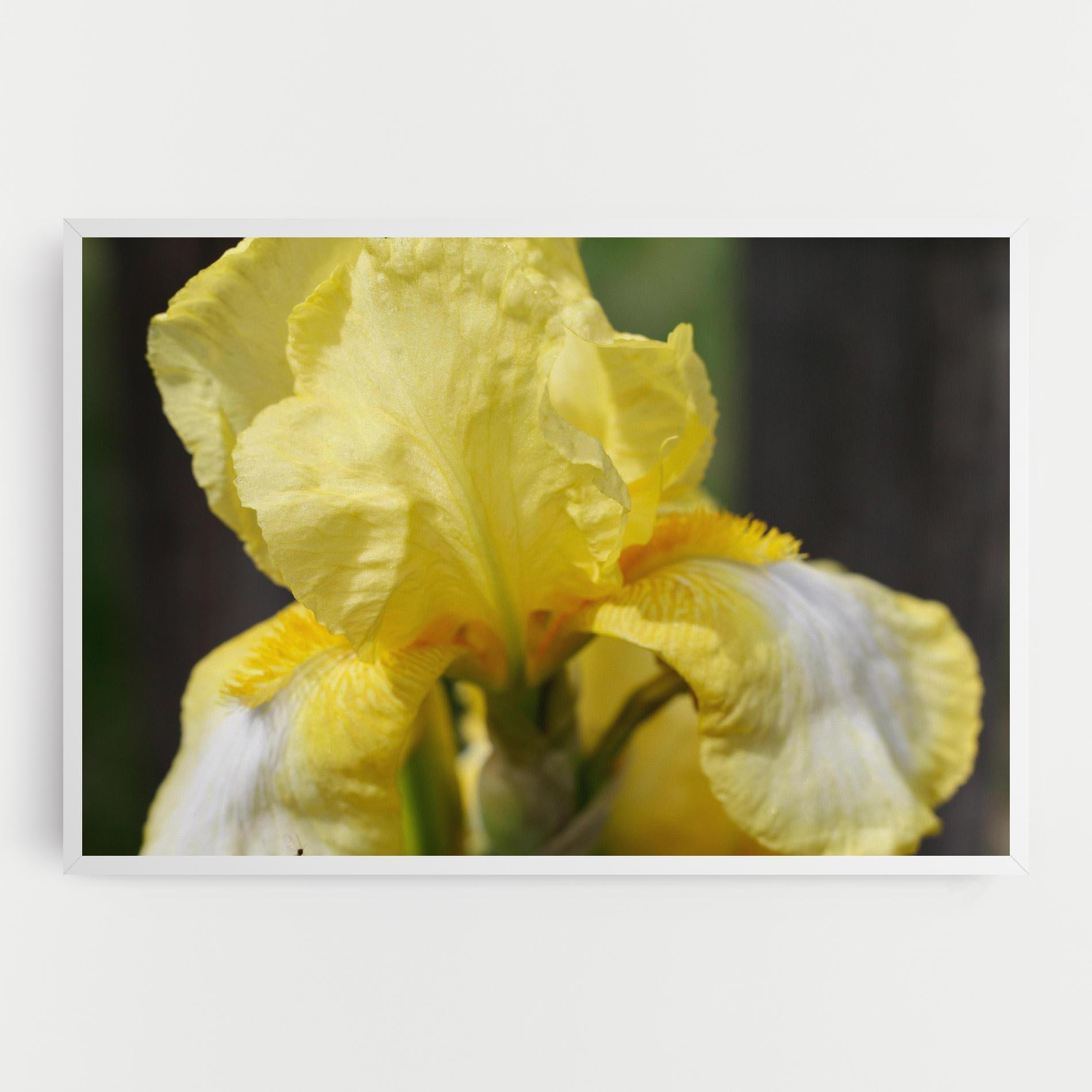 Tablou Canvas Garden Yellow Iris mockup 0