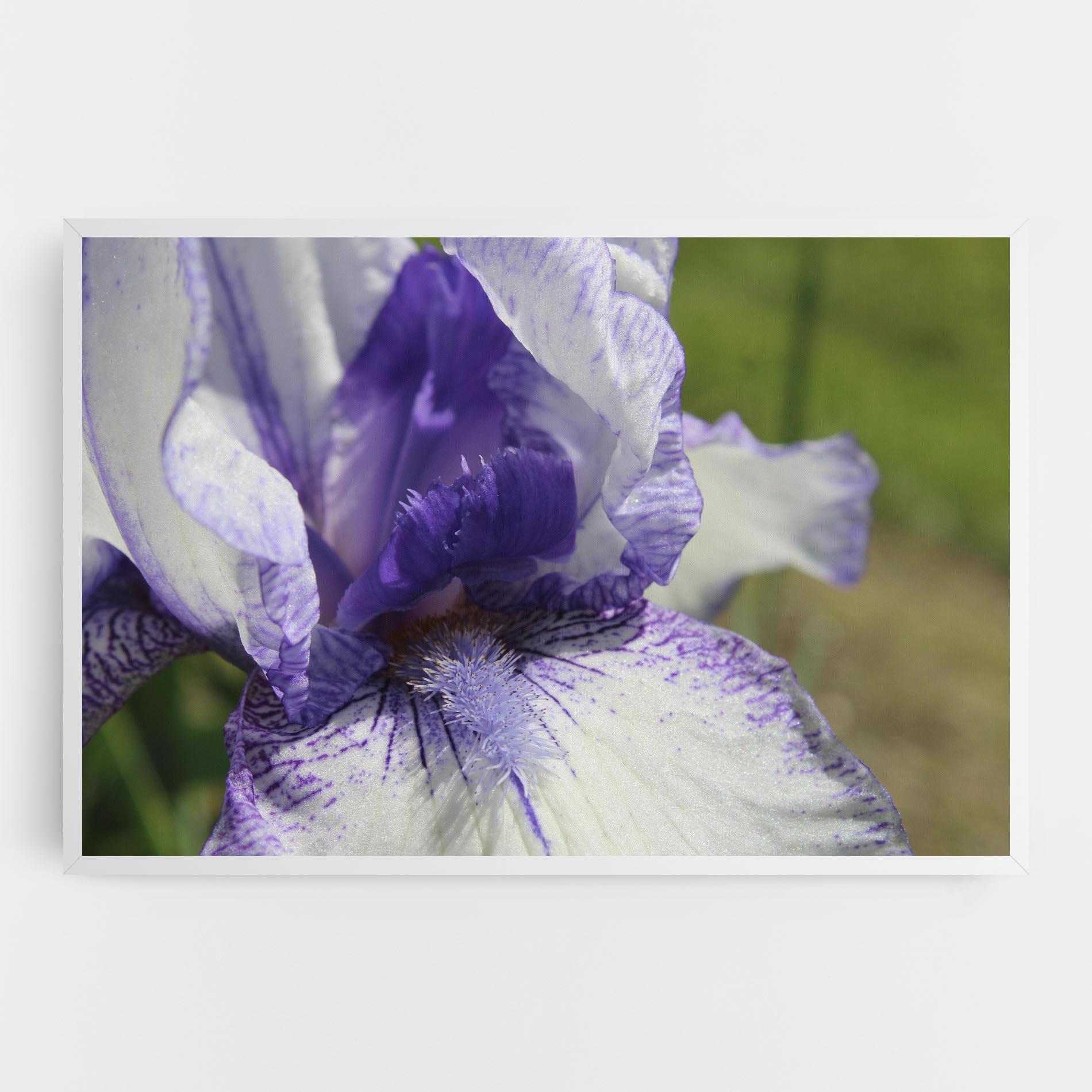 Tablou Canvas White Purple Iris mockup 0