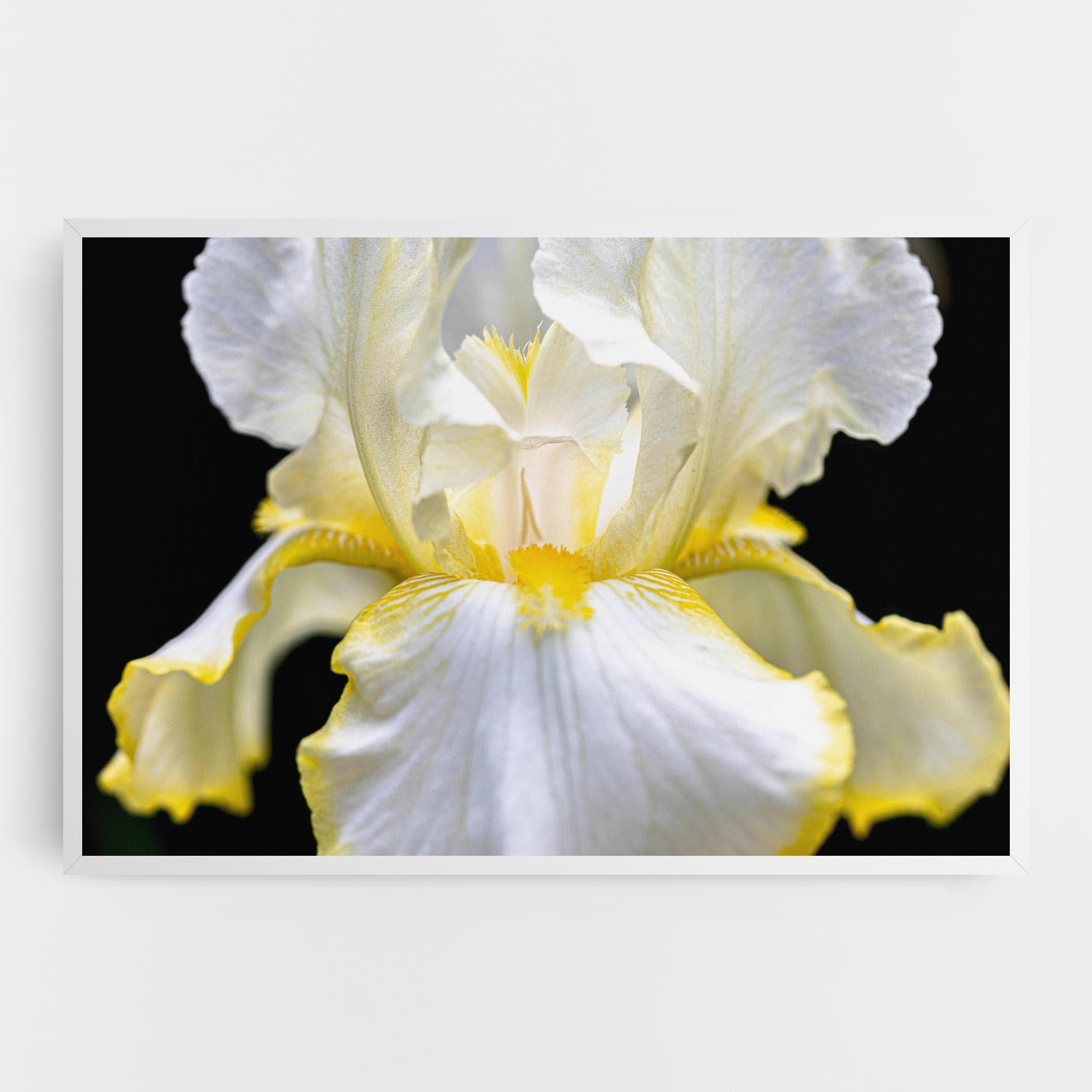 Tablou Canvas White Yellow Iris mockup 0
