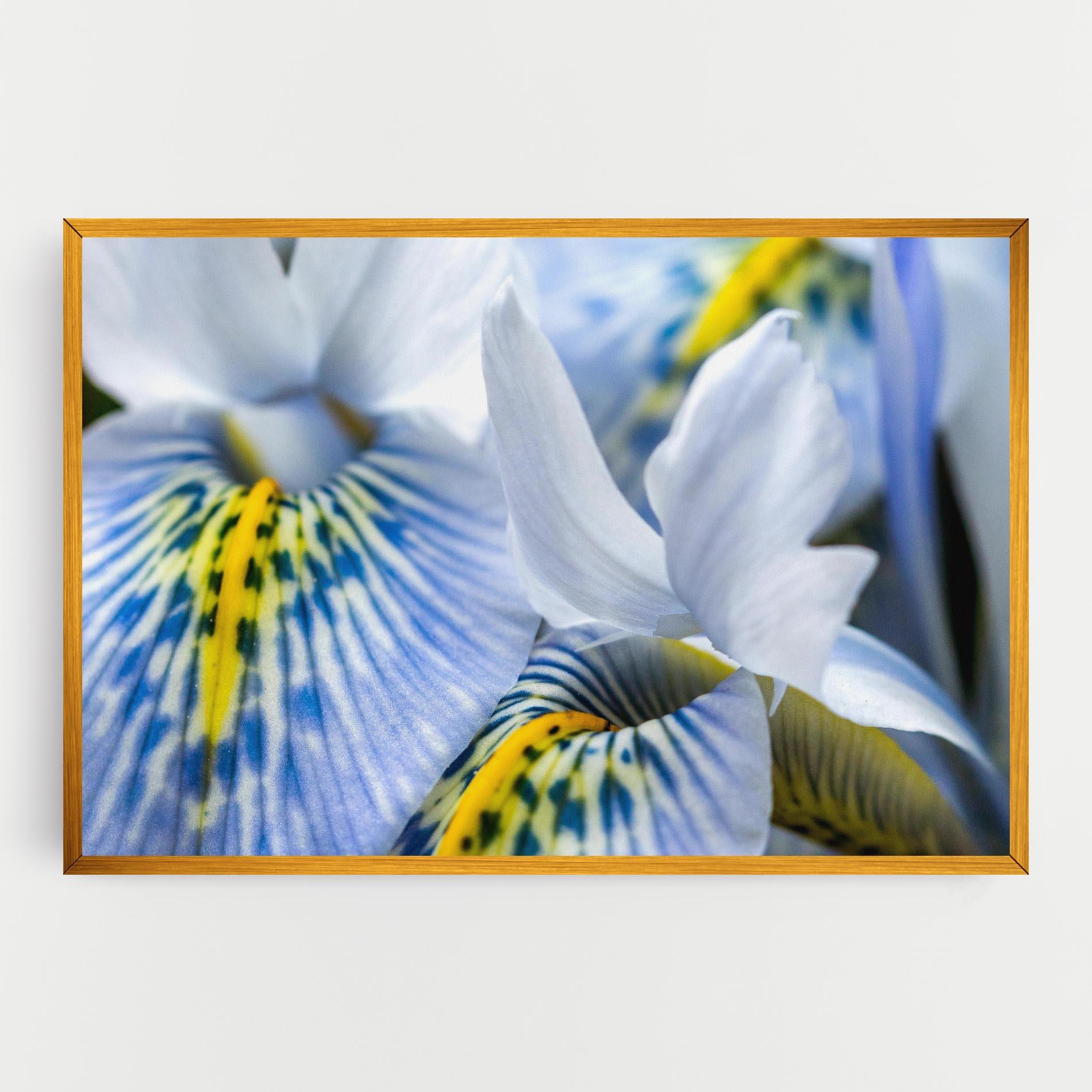 Tablou Canvas Blue Yellow Iris mockup 0