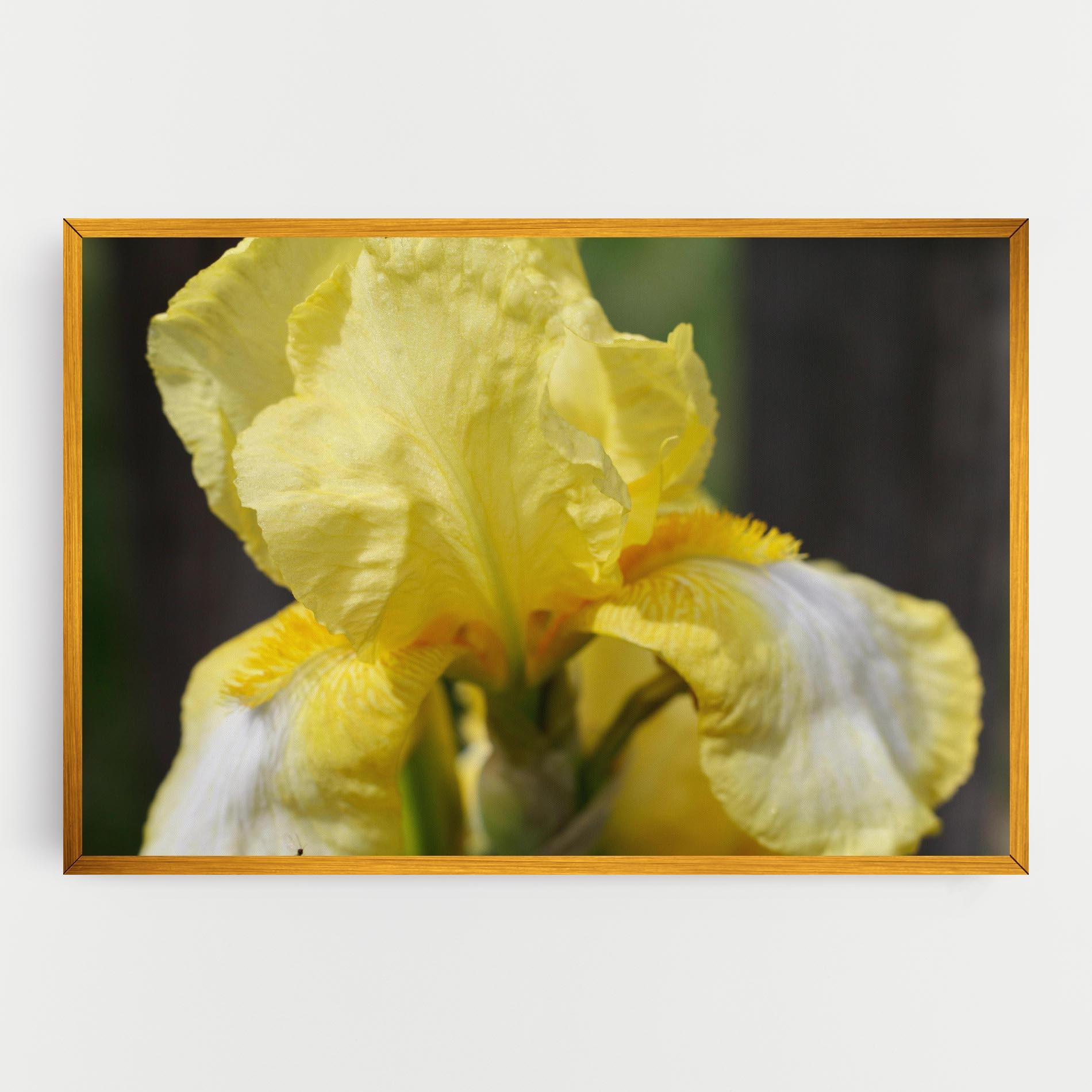 Tablou Canvas Garden Yellow Iris mockup 0