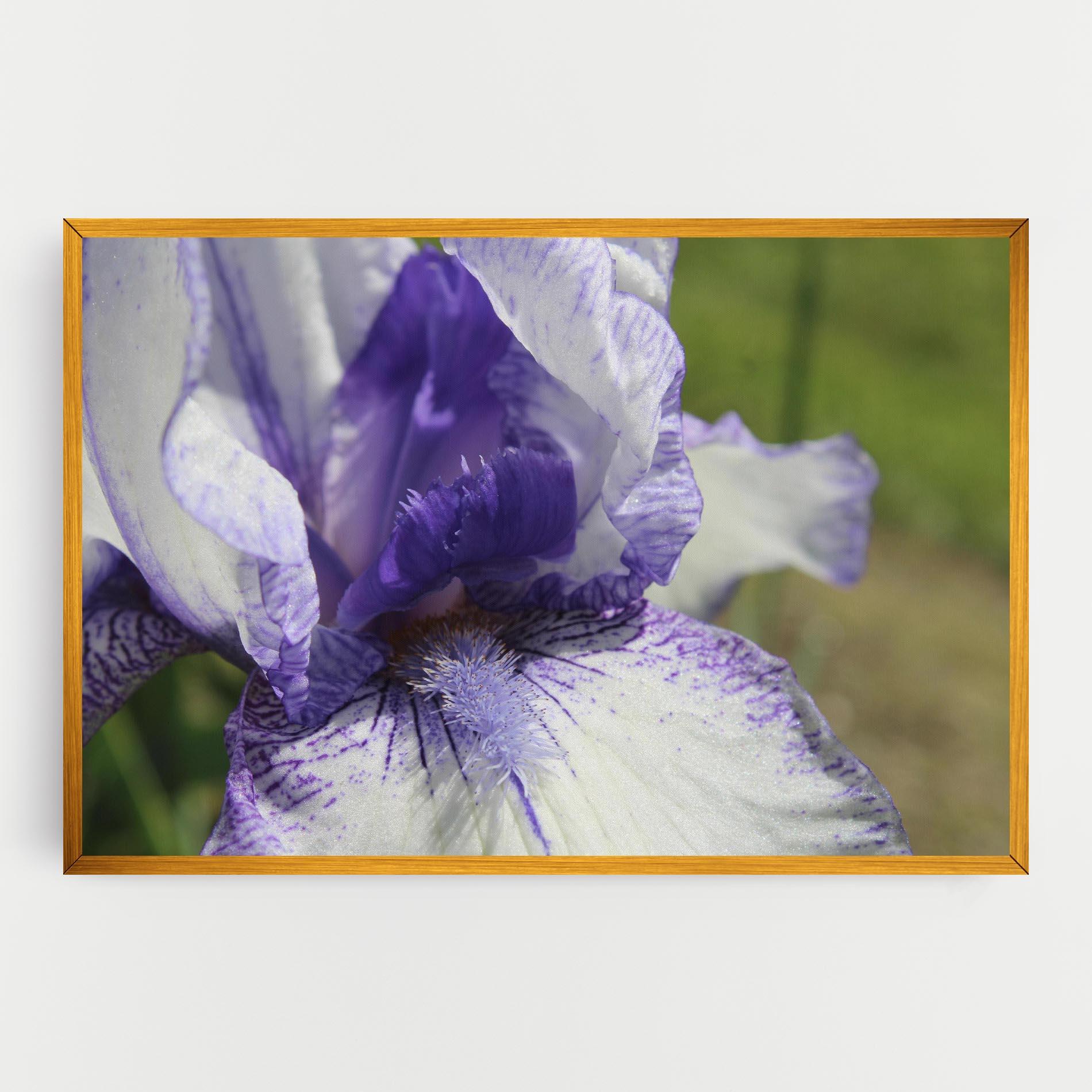 Tablou Canvas White Purple Iris mockup 0