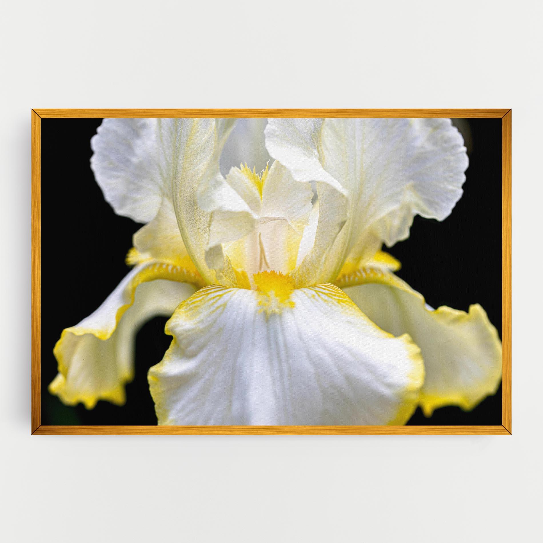 Tablou Canvas White Yellow Iris mockup 0