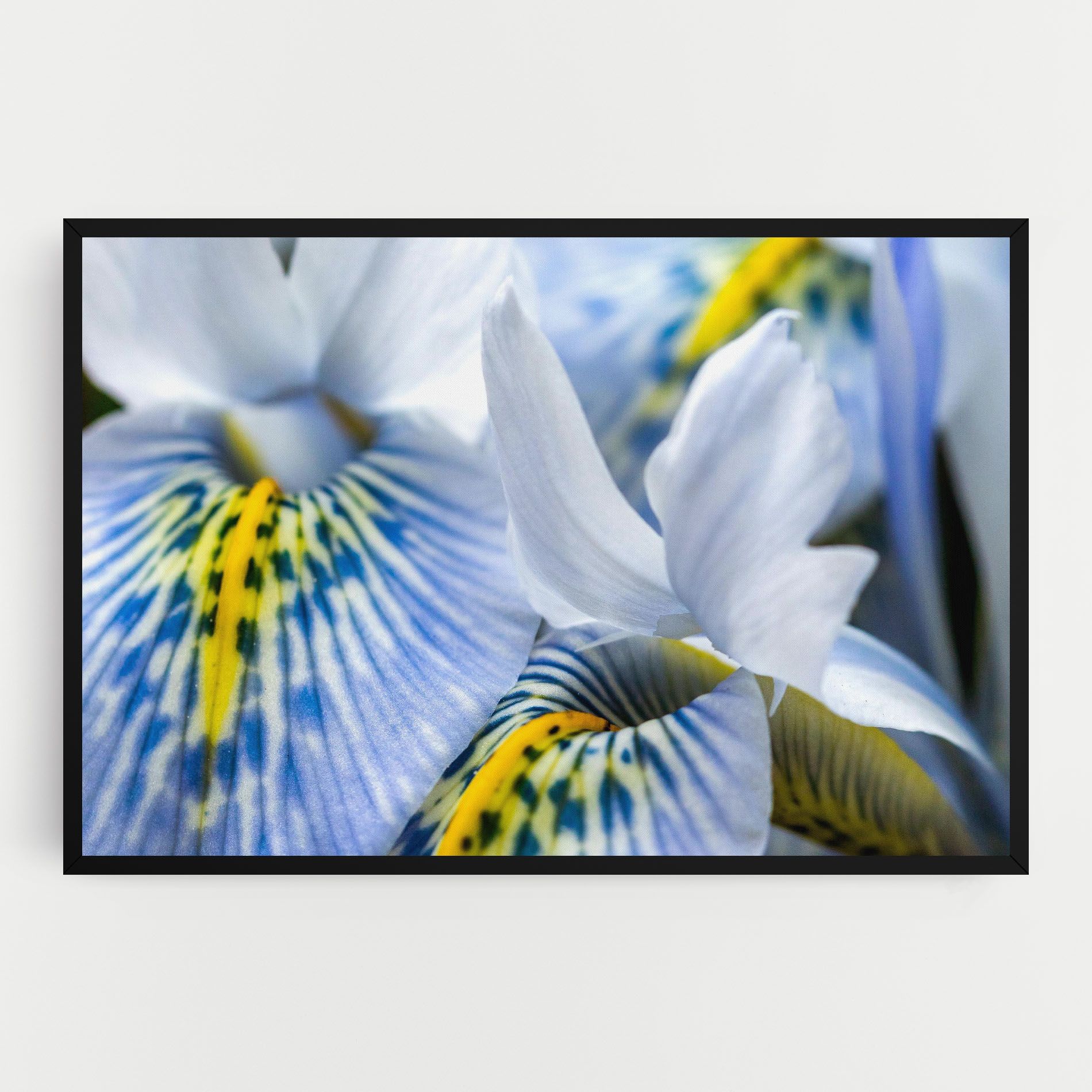 Blue Yellow Iris mockup 0