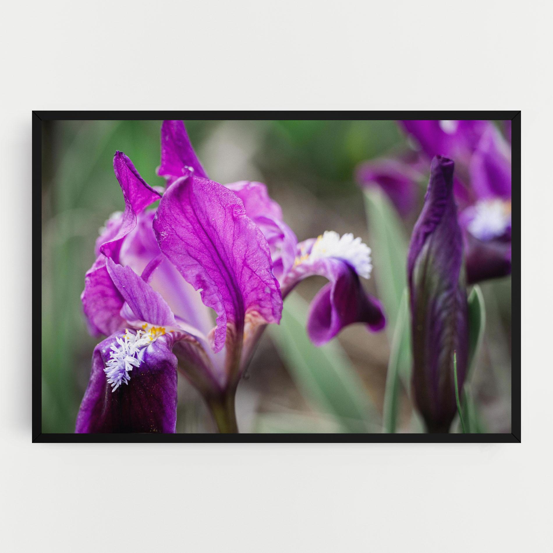 Tablou Canvas Dark Pink Iris mockup 0
