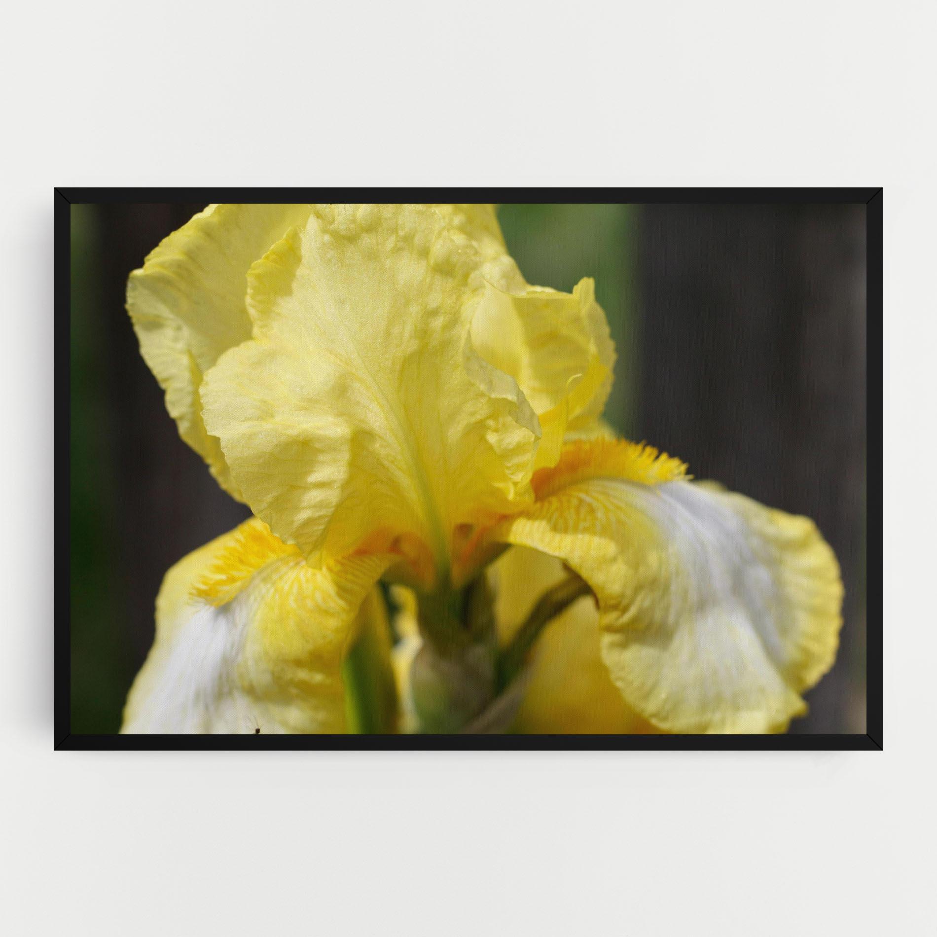 Tablou Canvas Garden Yellow Iris mockup 0