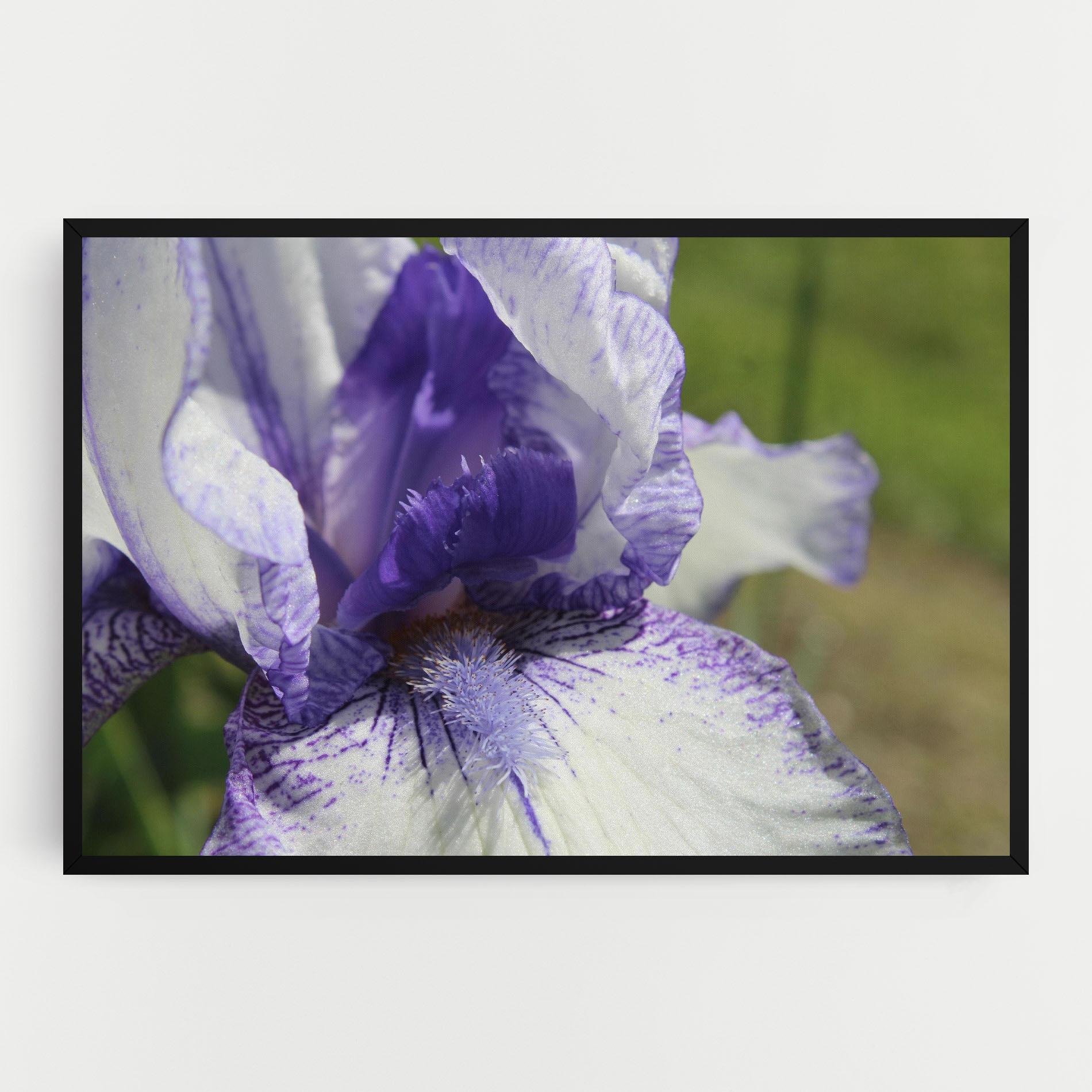Tablou Canvas White Purple Iris mockup 0