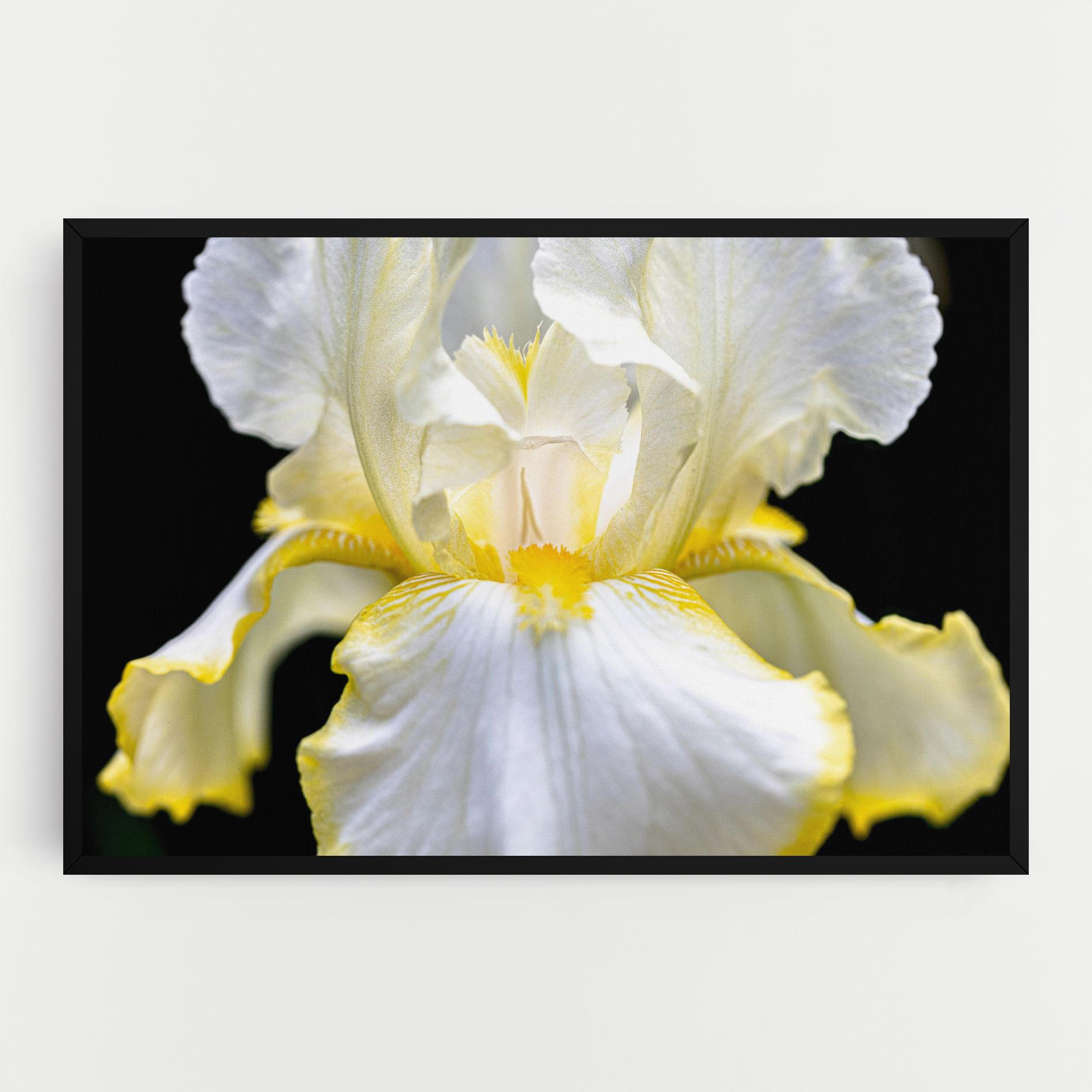 Tablou Canvas White Yellow Iris mockup 0