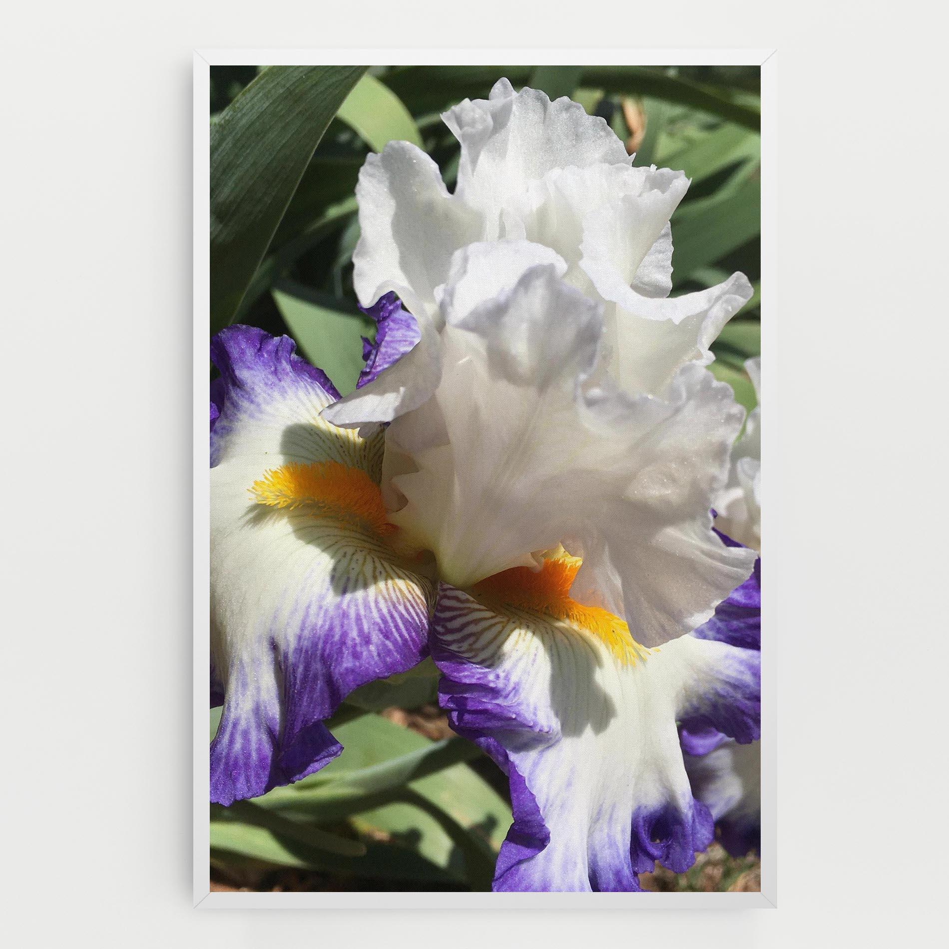 Tablou Canvas Garden White Purple Irirs mockup 0