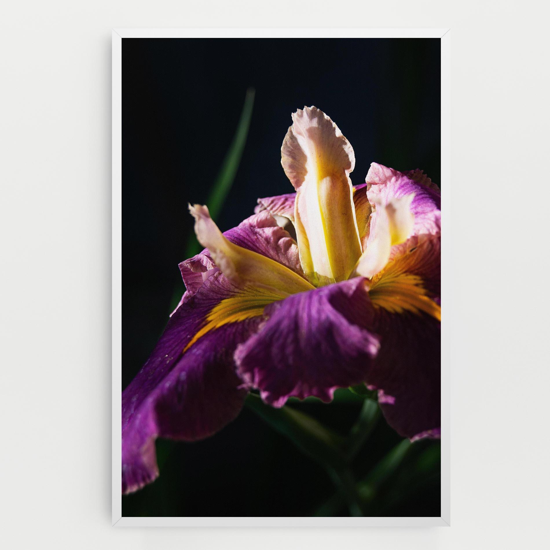 Tablou Canvas Pastel Yellow Iris mockup 0