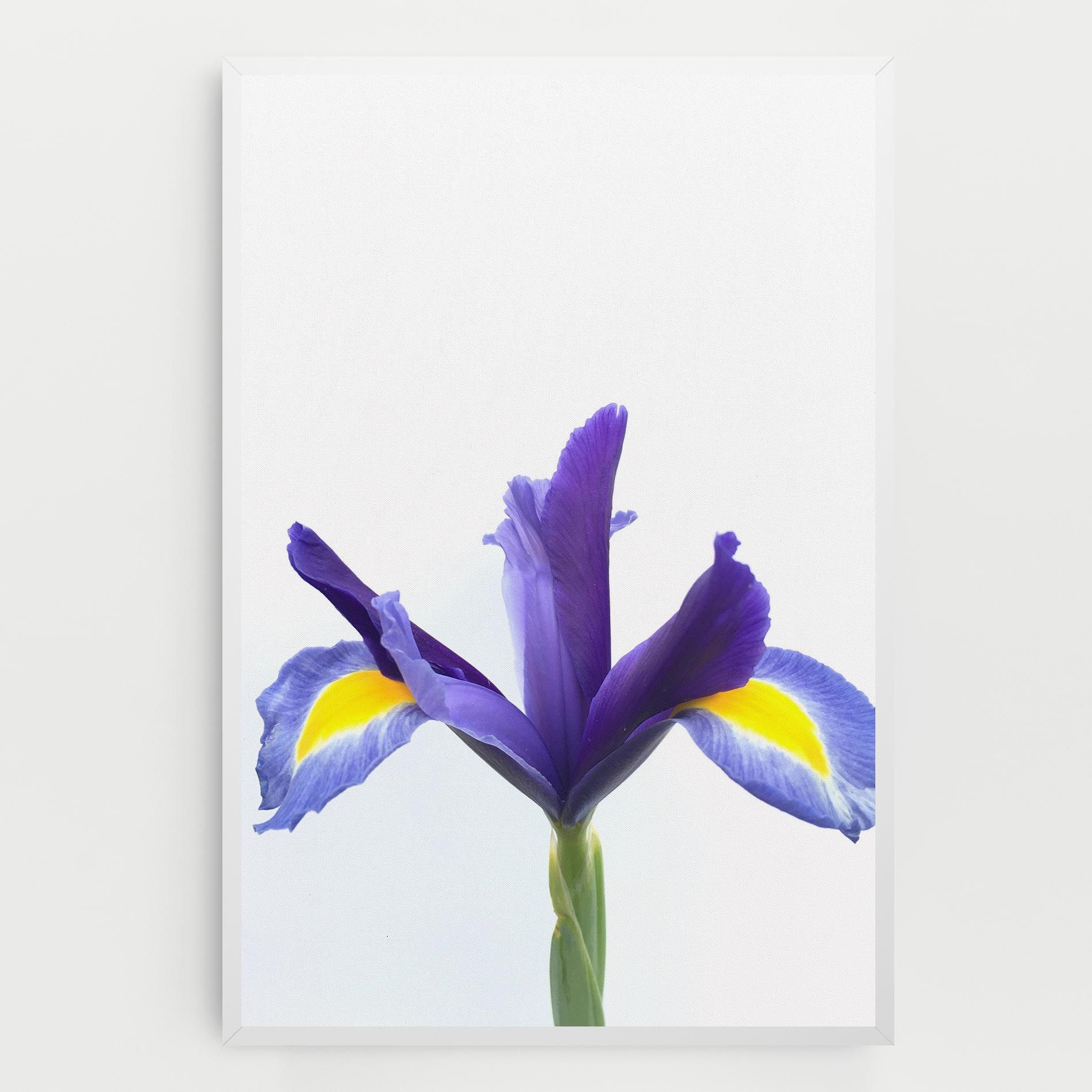 Yellow Color Iris mockup 0