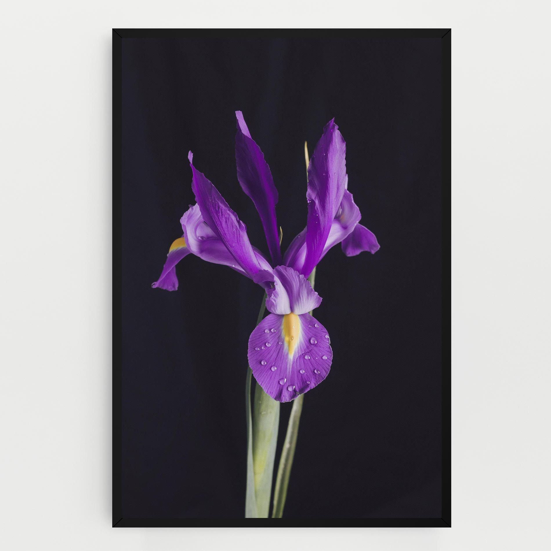 Fresh Purple Iris mockup 0