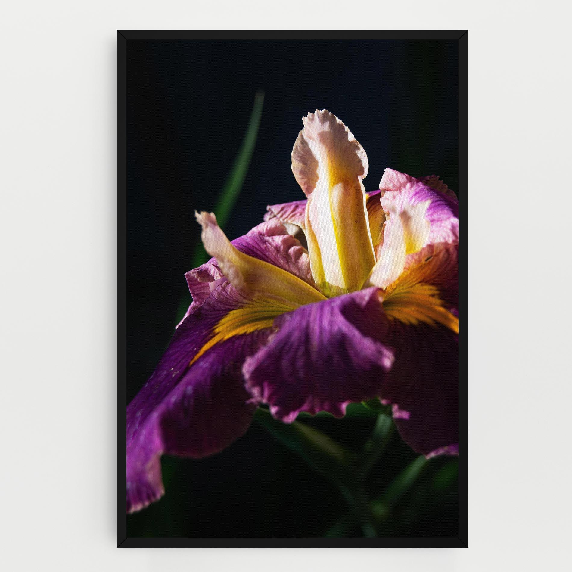 Tablou Canvas Pastel Yellow Iris mockup 0