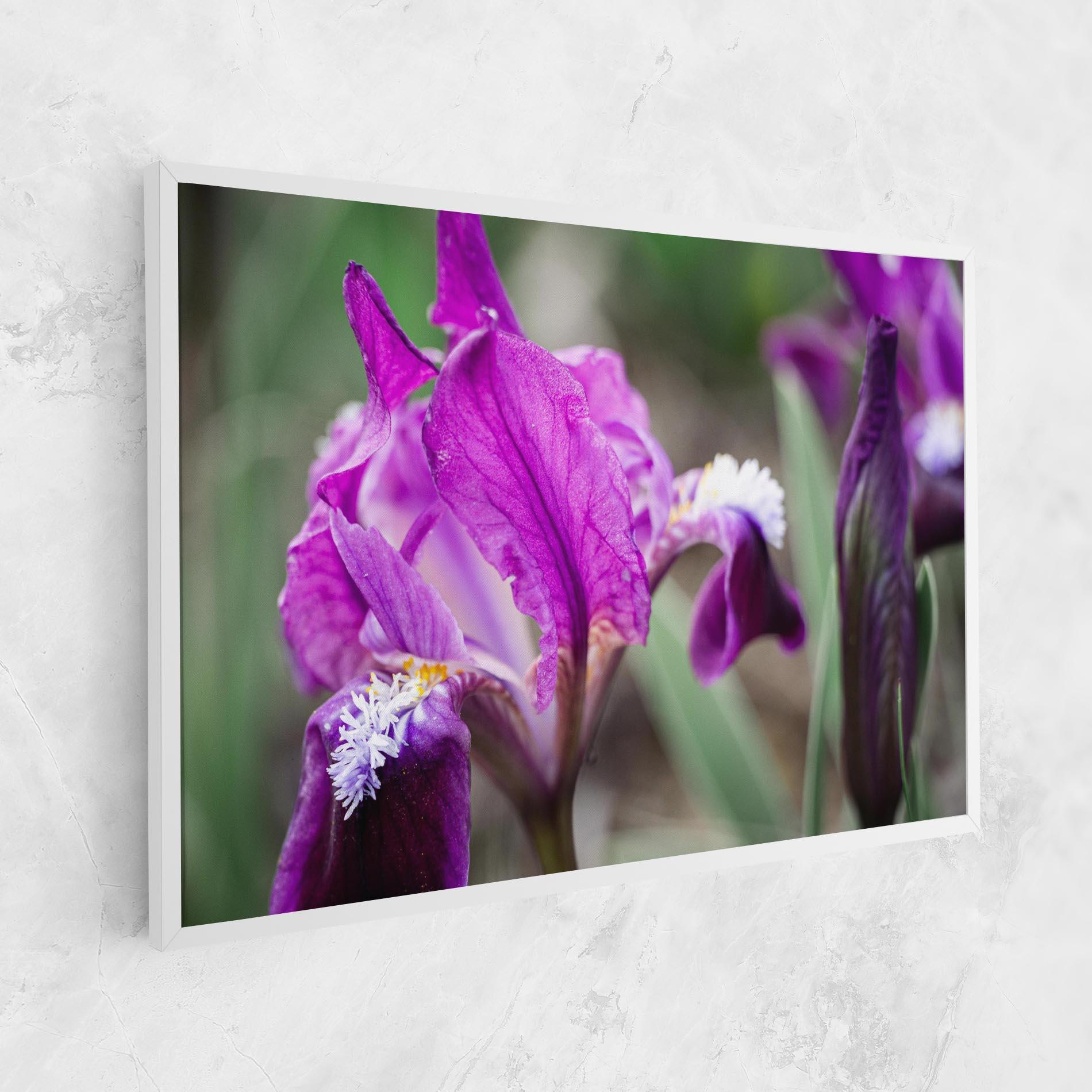Tablou Canvas Dark Pink Iris mockup 1