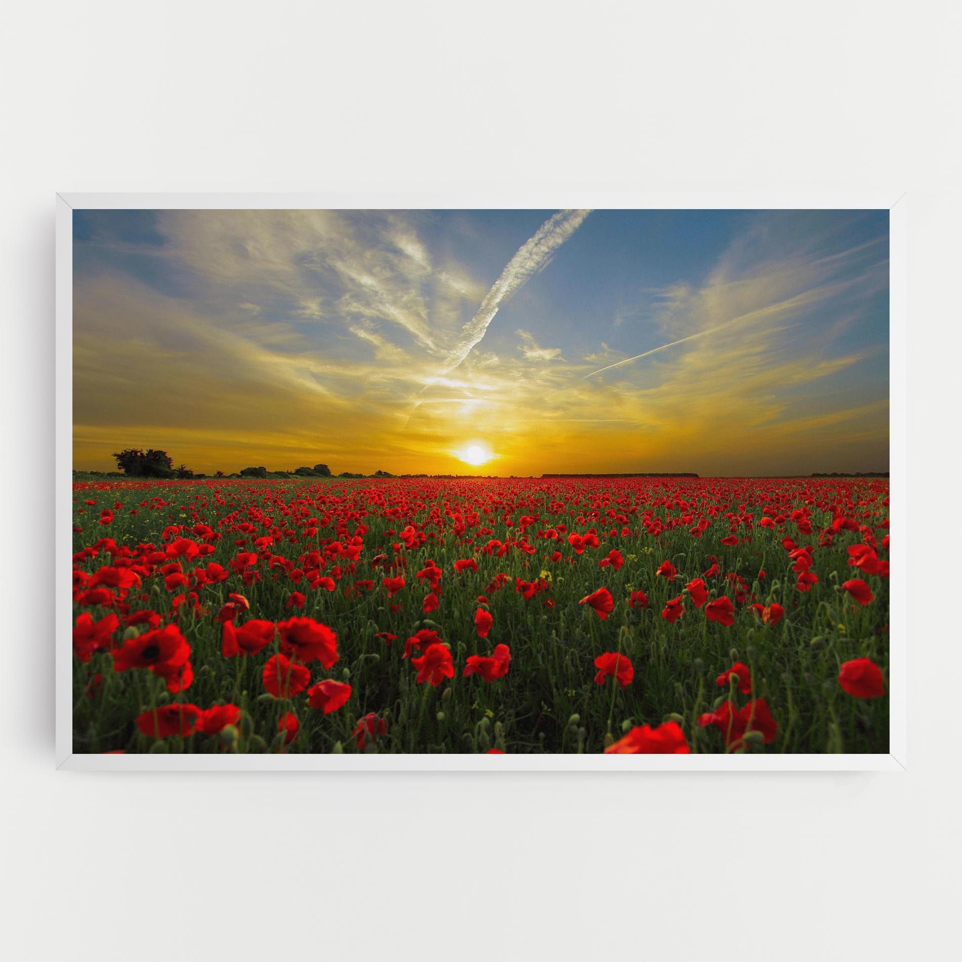 Poppies Sunset mockup 0