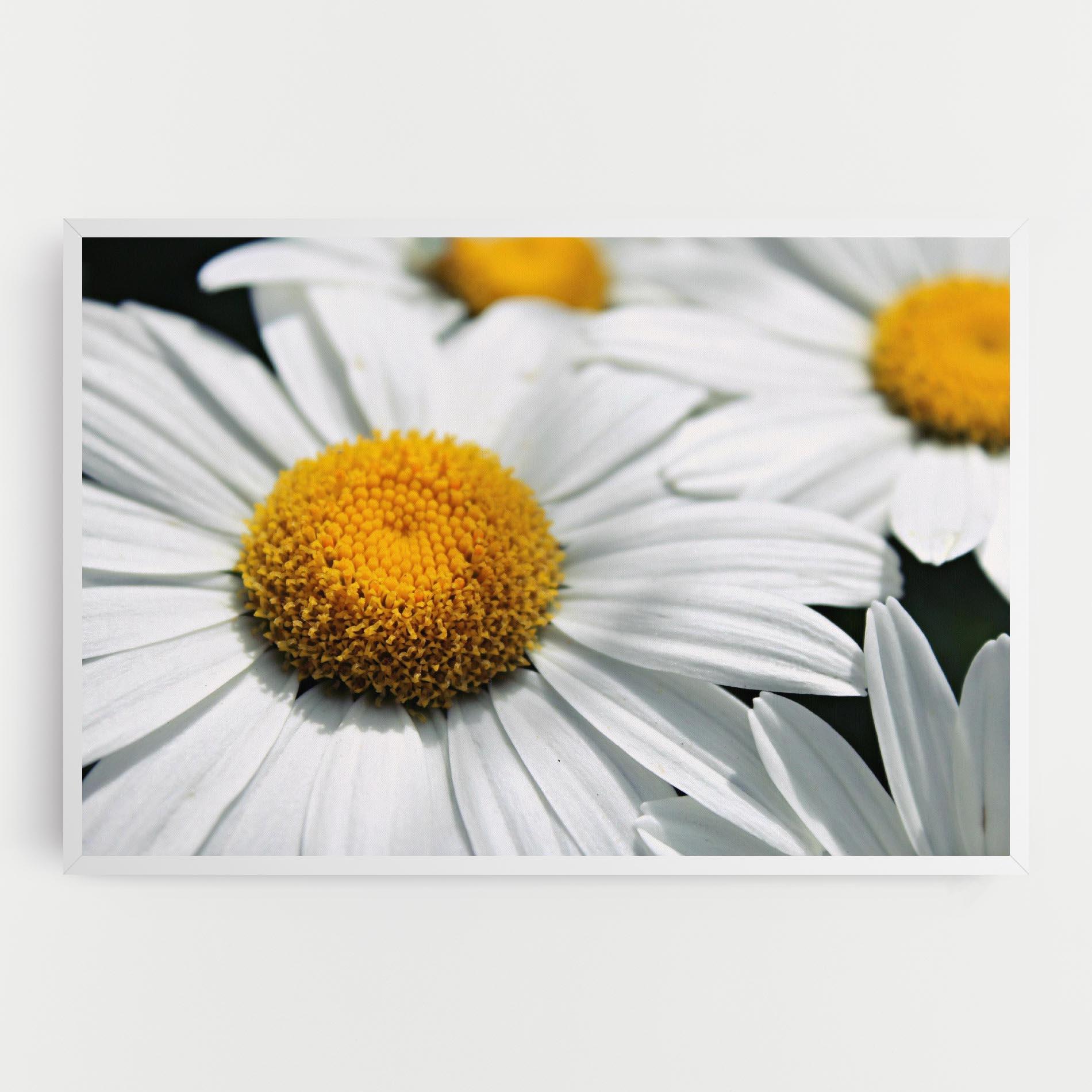 Tablou Canvas Big Daisies mockup 0