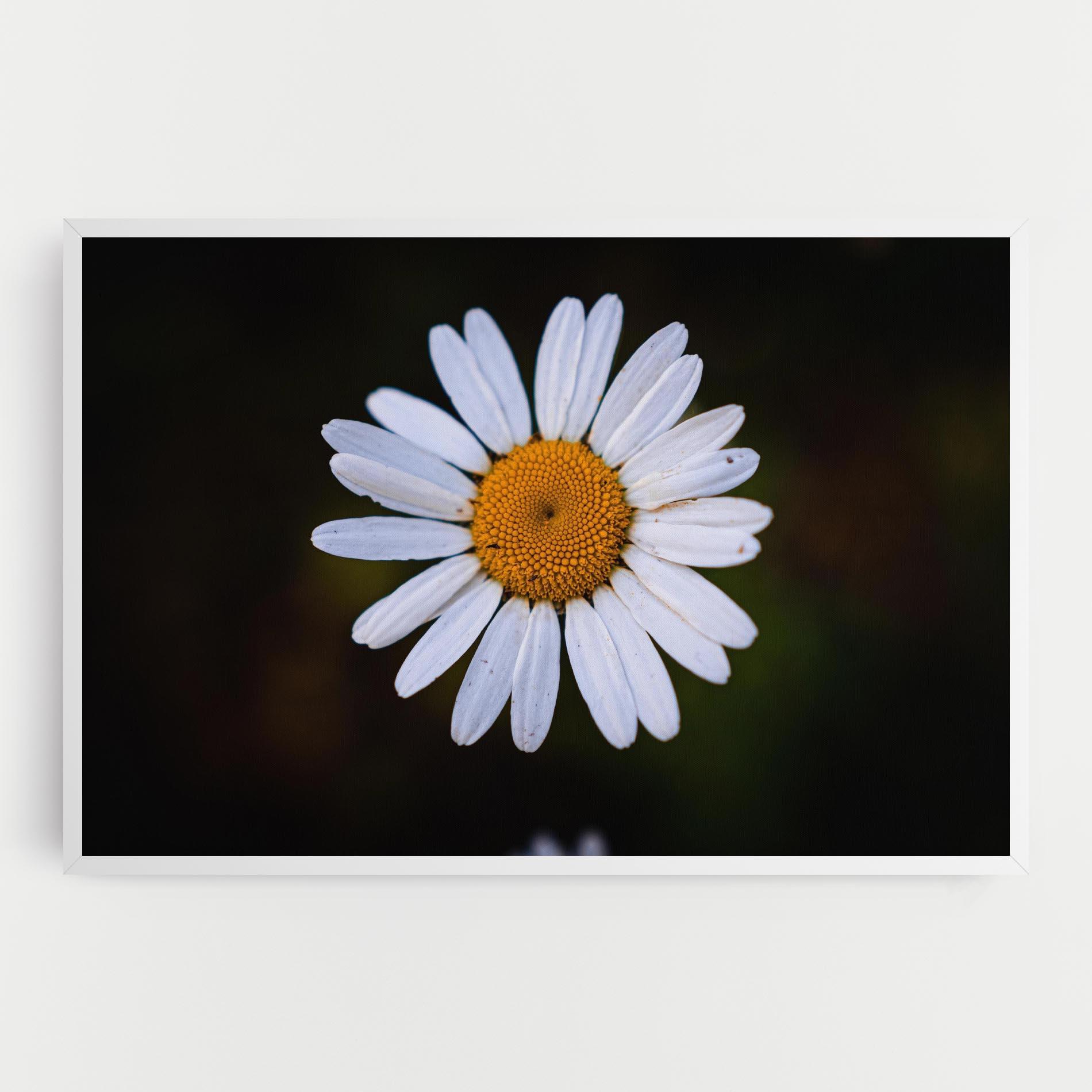 Tablou Canvas Big Yellow Center Daisy mockup 0