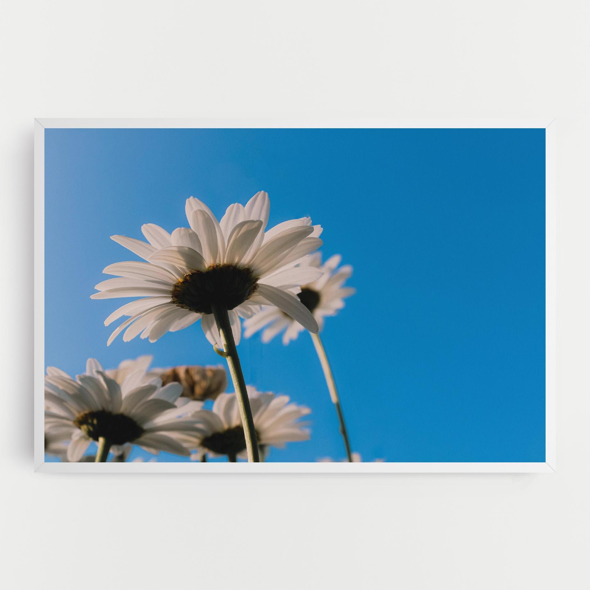Tablou Canvas Blue Sky Daisy mockup 0