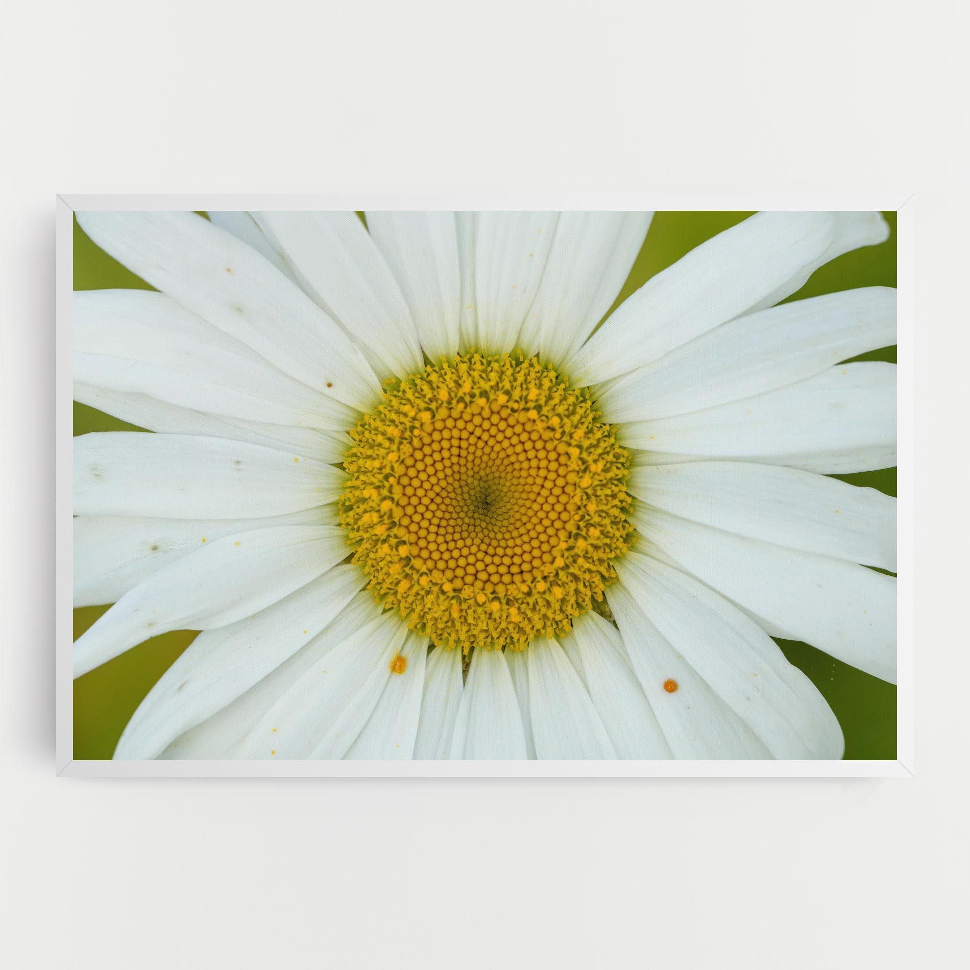 Daisy Close Up mockup 0