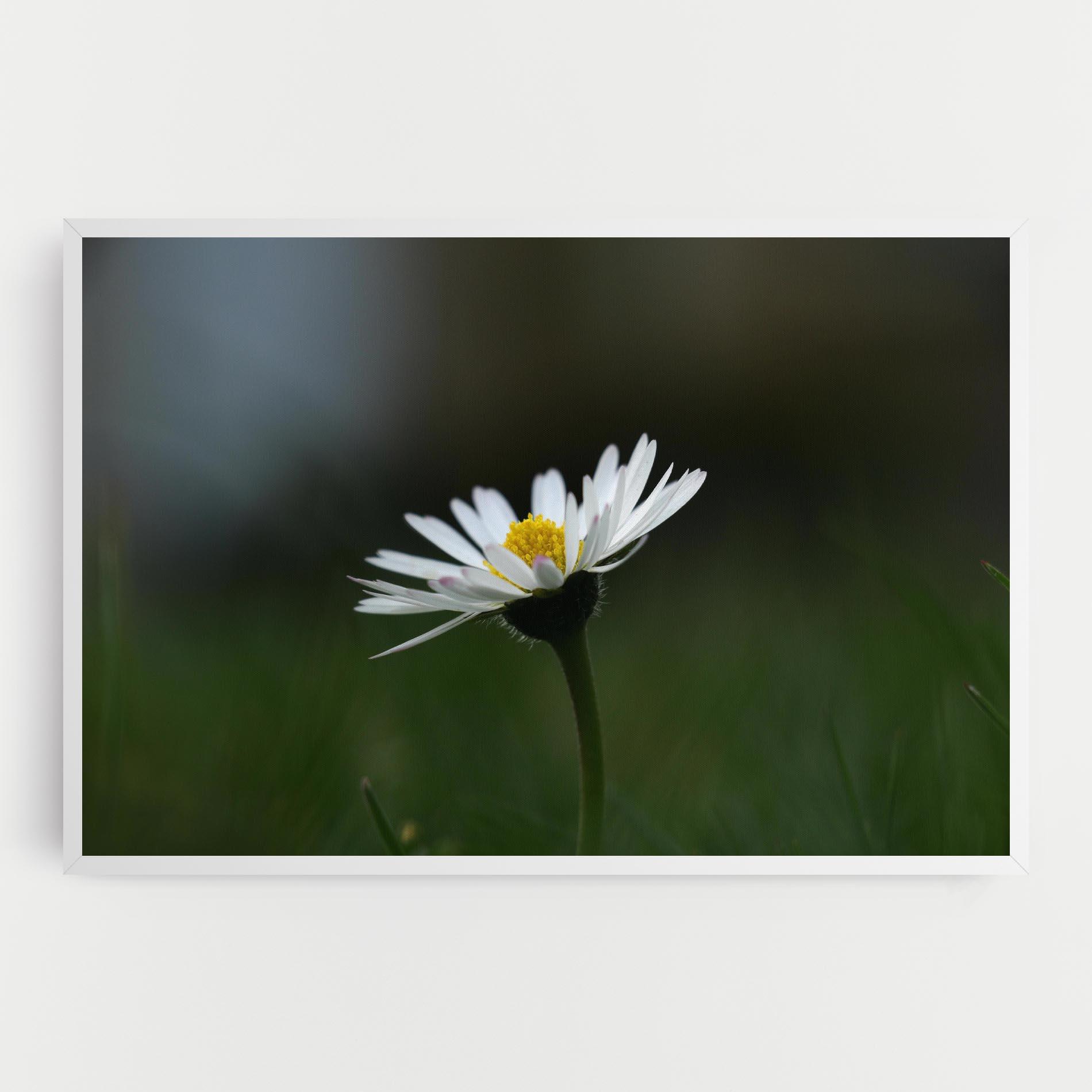 Tablou Canvas Garden Daisy mockup 0
