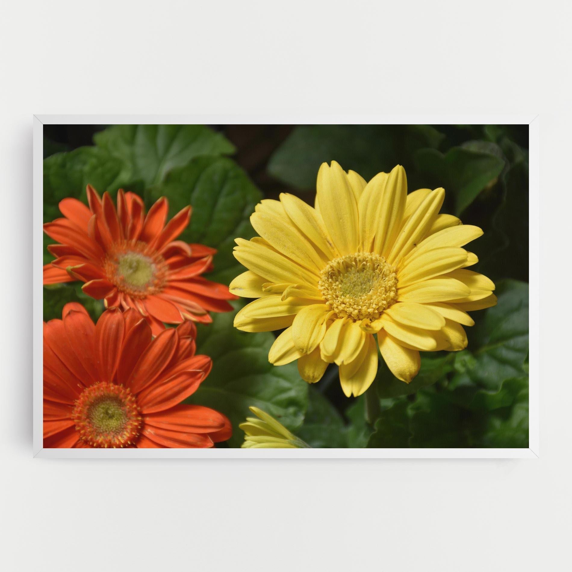 Tablou Canvas Orange Yellow Daisy mockup 0
