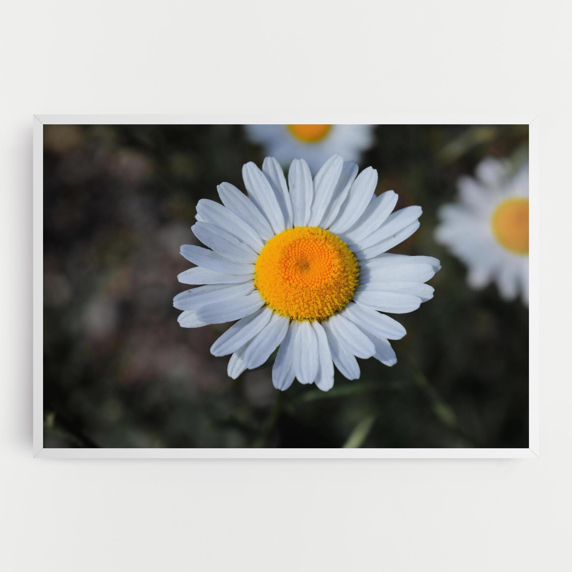 Tablou Canvas Strong Yellow Daisy mockup 0