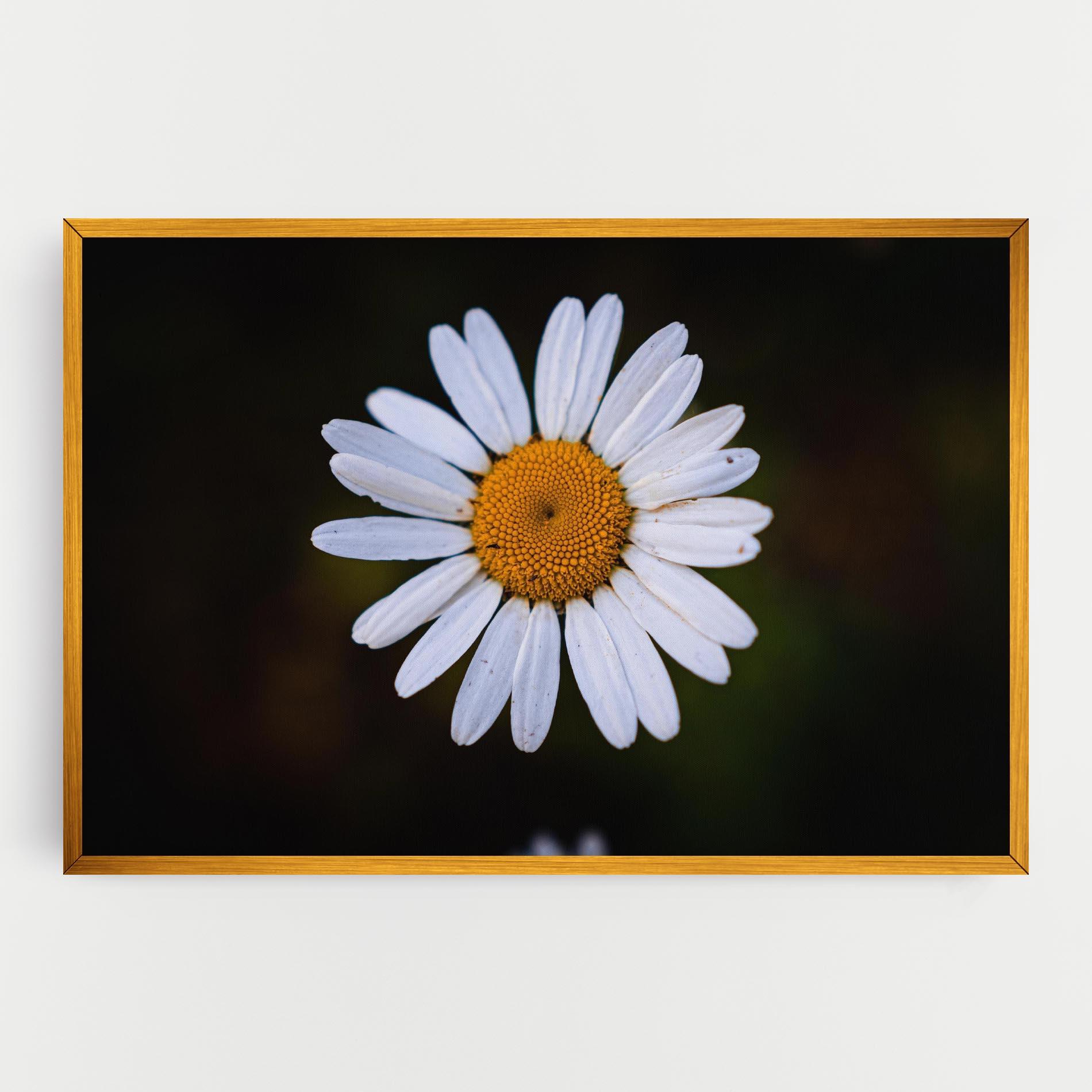 Tablou Canvas Big Yellow Center Daisy mockup 0
