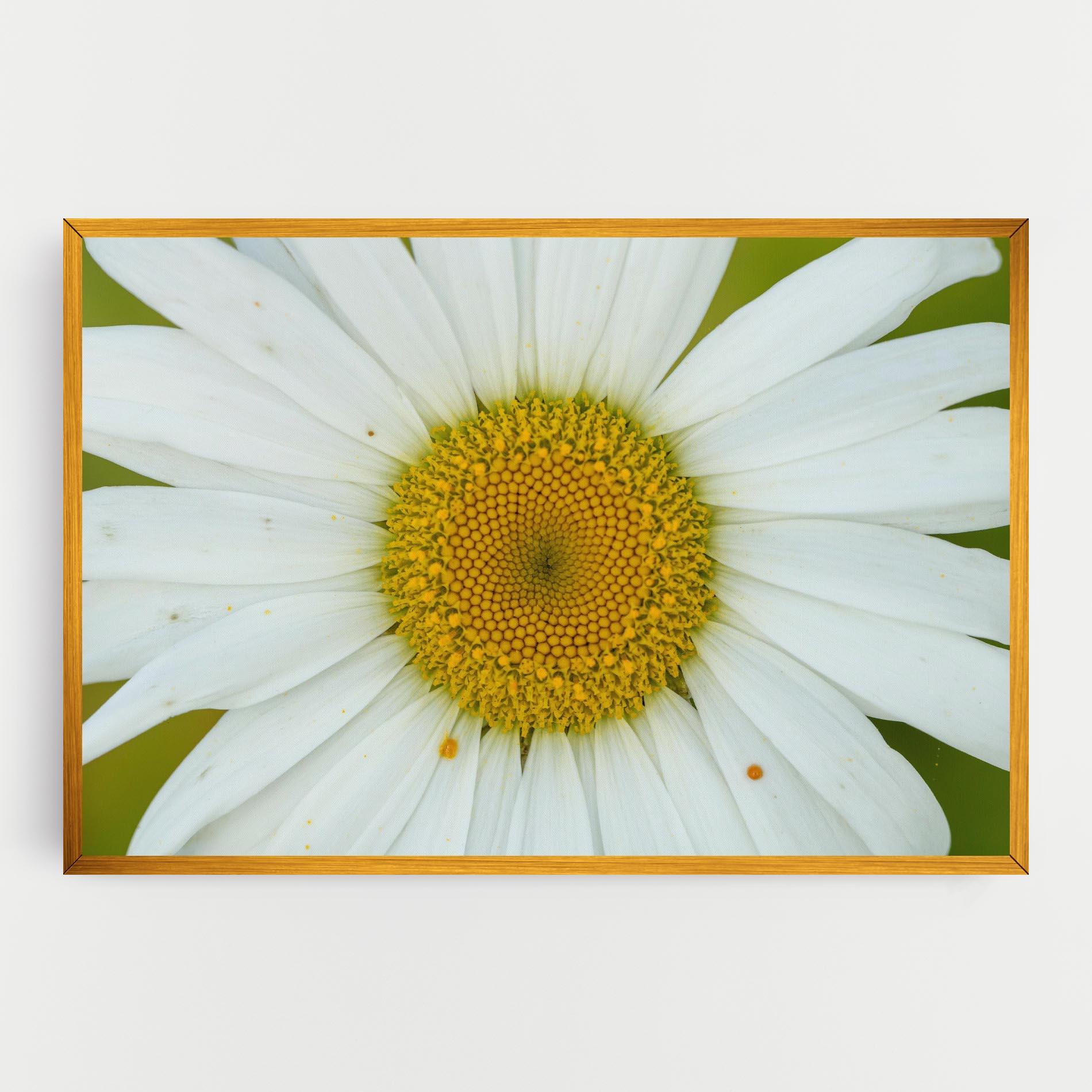 Tablou Canvas Daisy Close Up mockup 0
