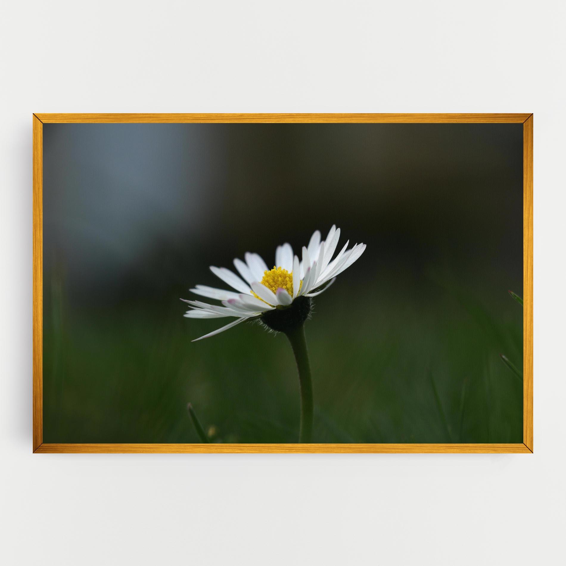 Tablou Canvas Garden Daisy mockup 0