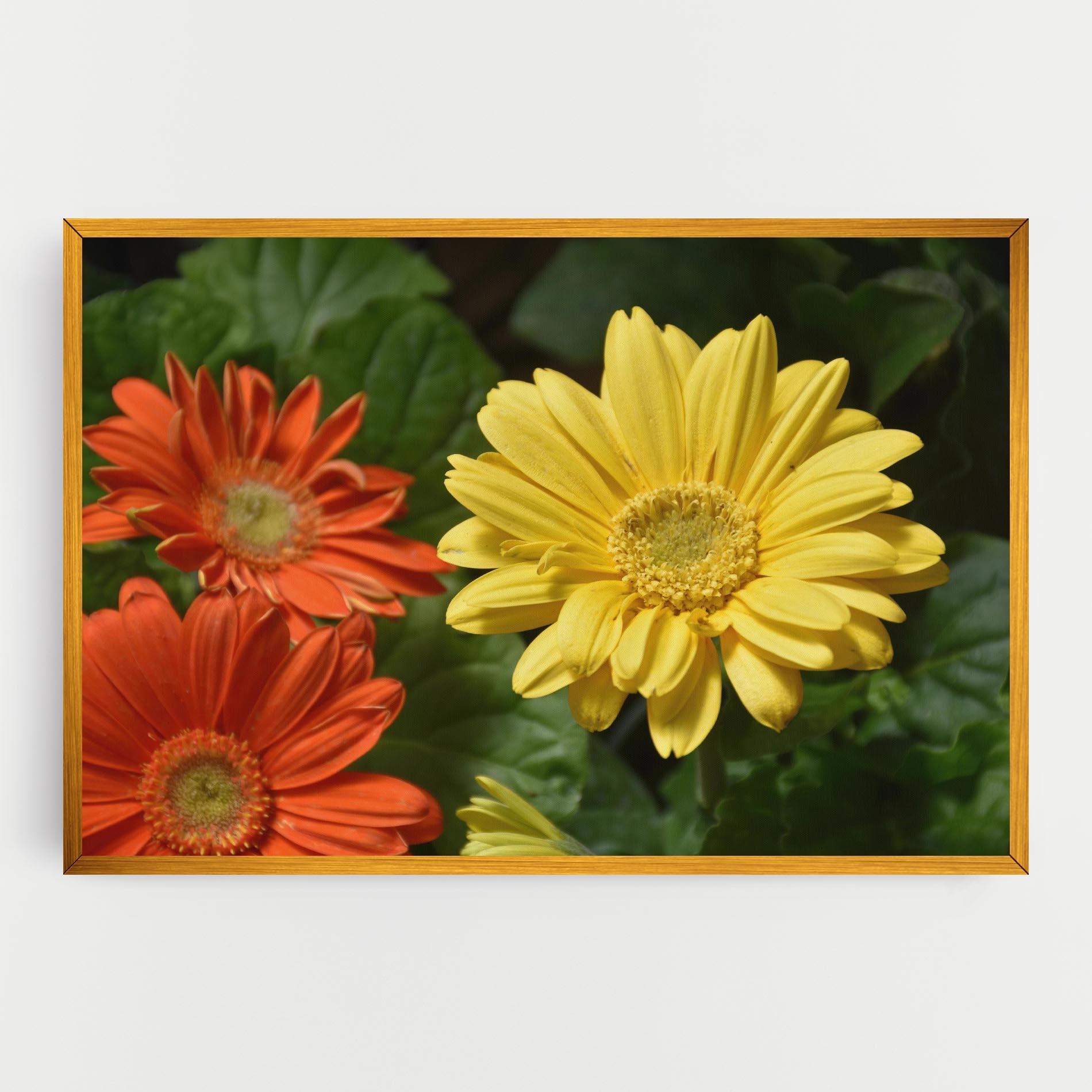 Tablou Canvas Orange Yellow Daisy mockup 0