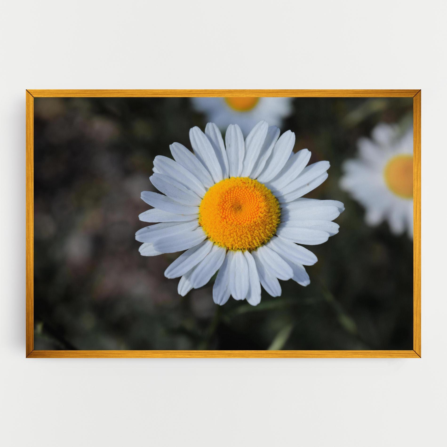 Tablou Canvas Strong Yellow Daisy mockup 0