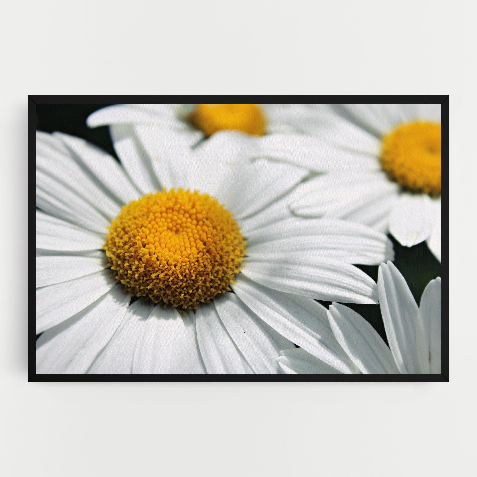 Tablou Canvas Big Daisies mockup 0