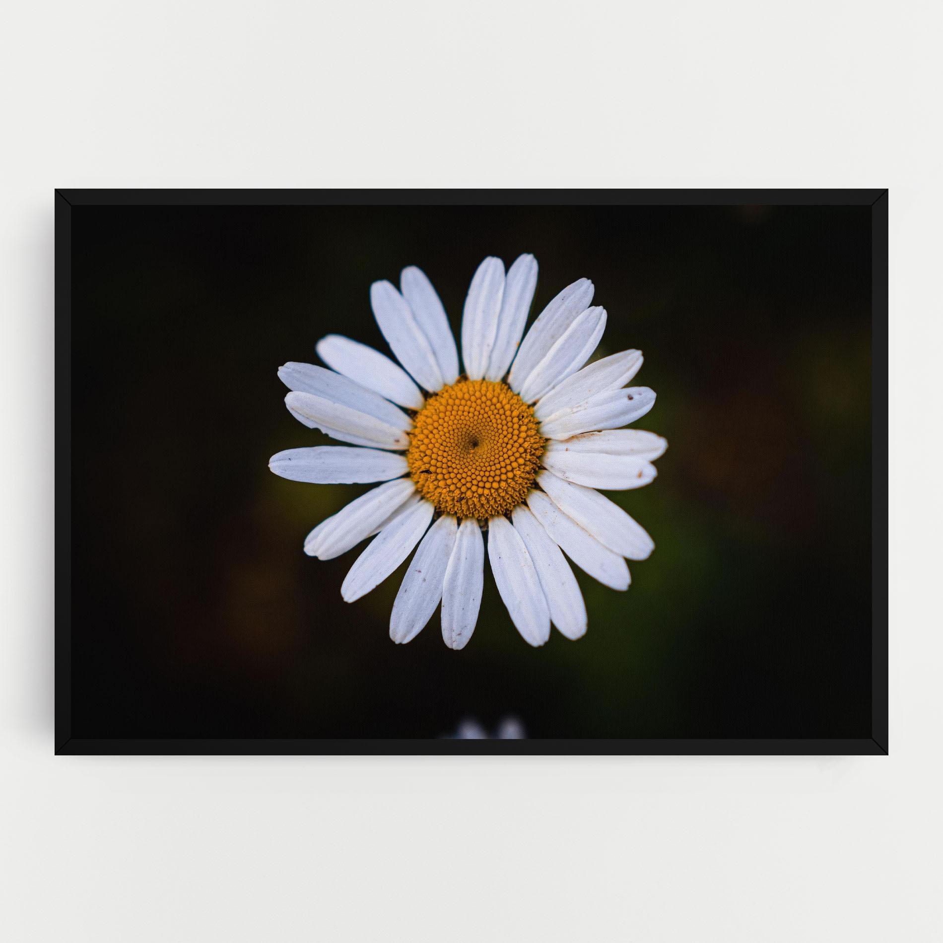 Tablou Canvas Big Yellow Center Daisy mockup 0