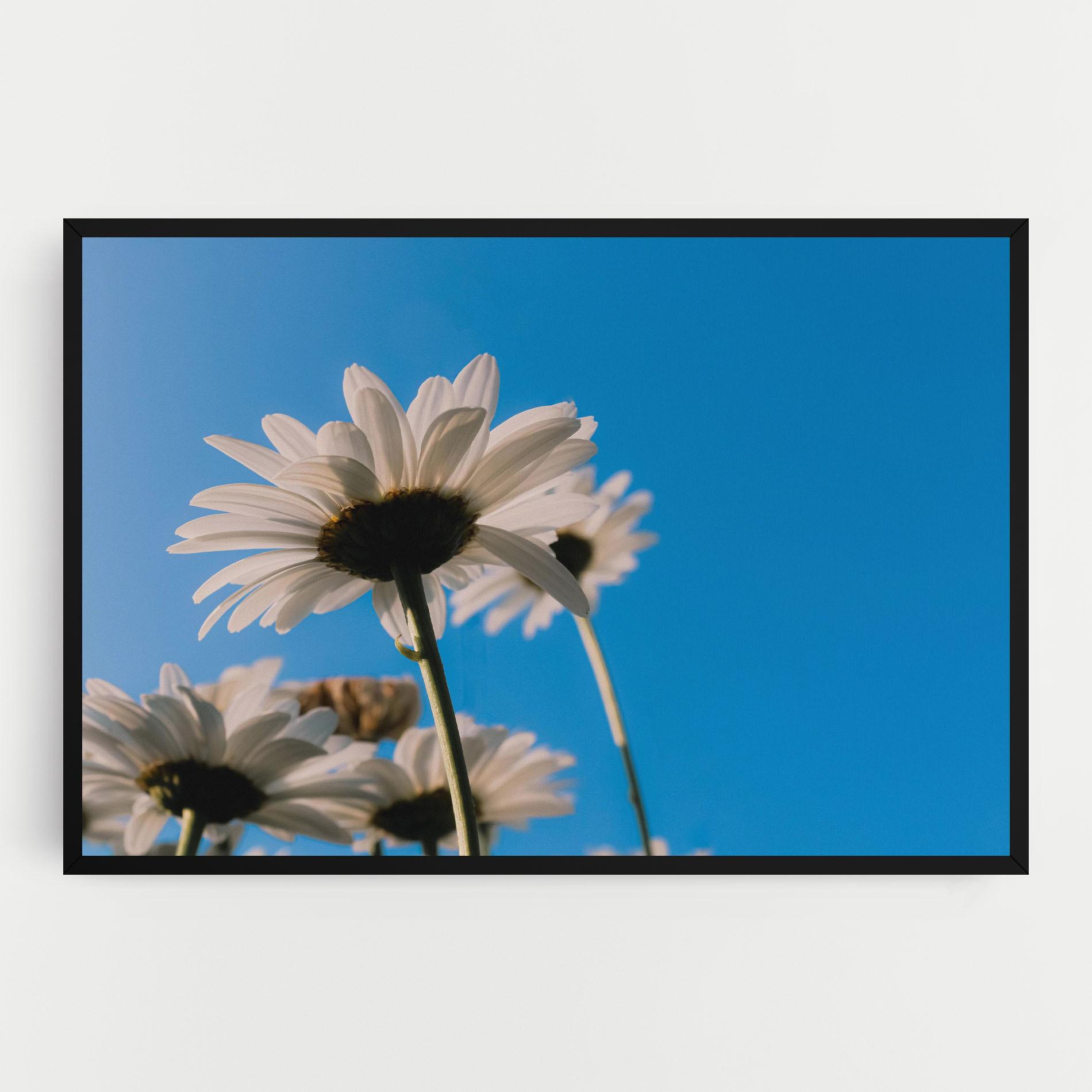 Tablou Canvas Blue Sky Daisy mockup 0