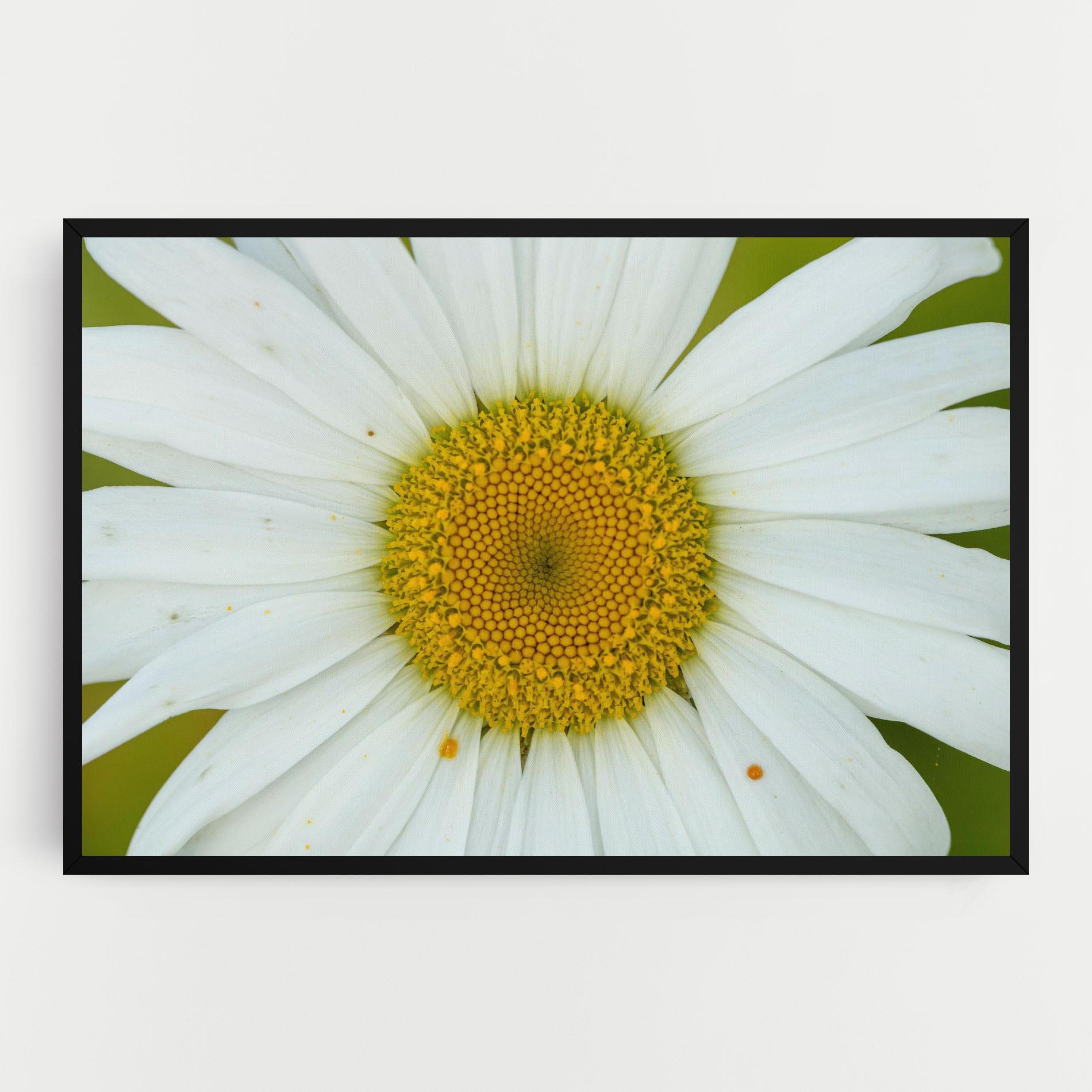 Tablou Canvas Daisy Close Up mockup 0