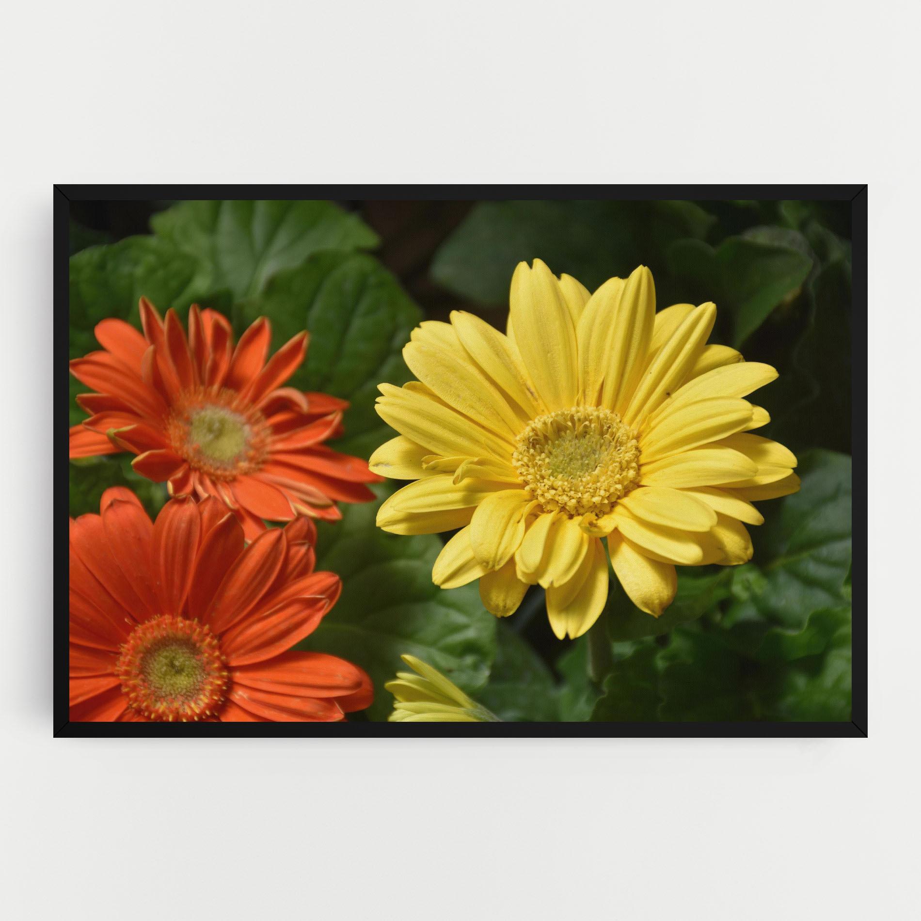 Tablou Canvas Orange Yellow Daisy mockup 0