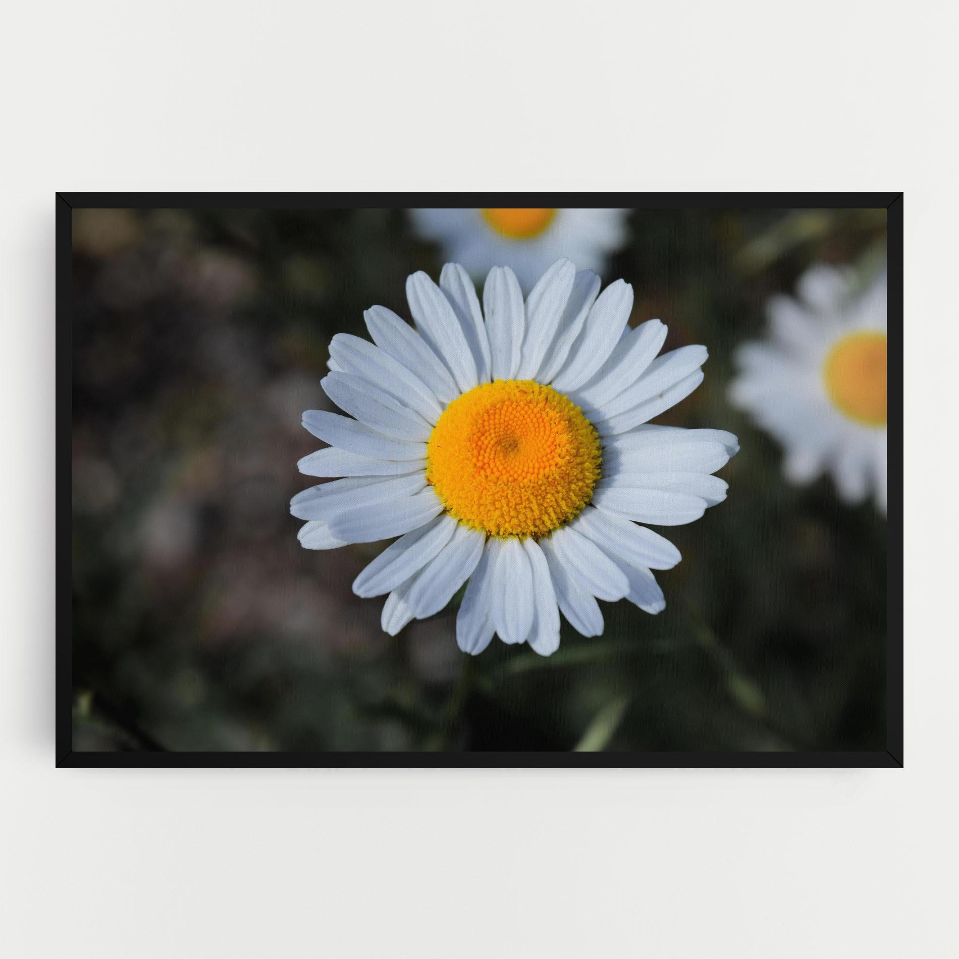 Tablou Canvas Strong Yellow Daisy mockup 0