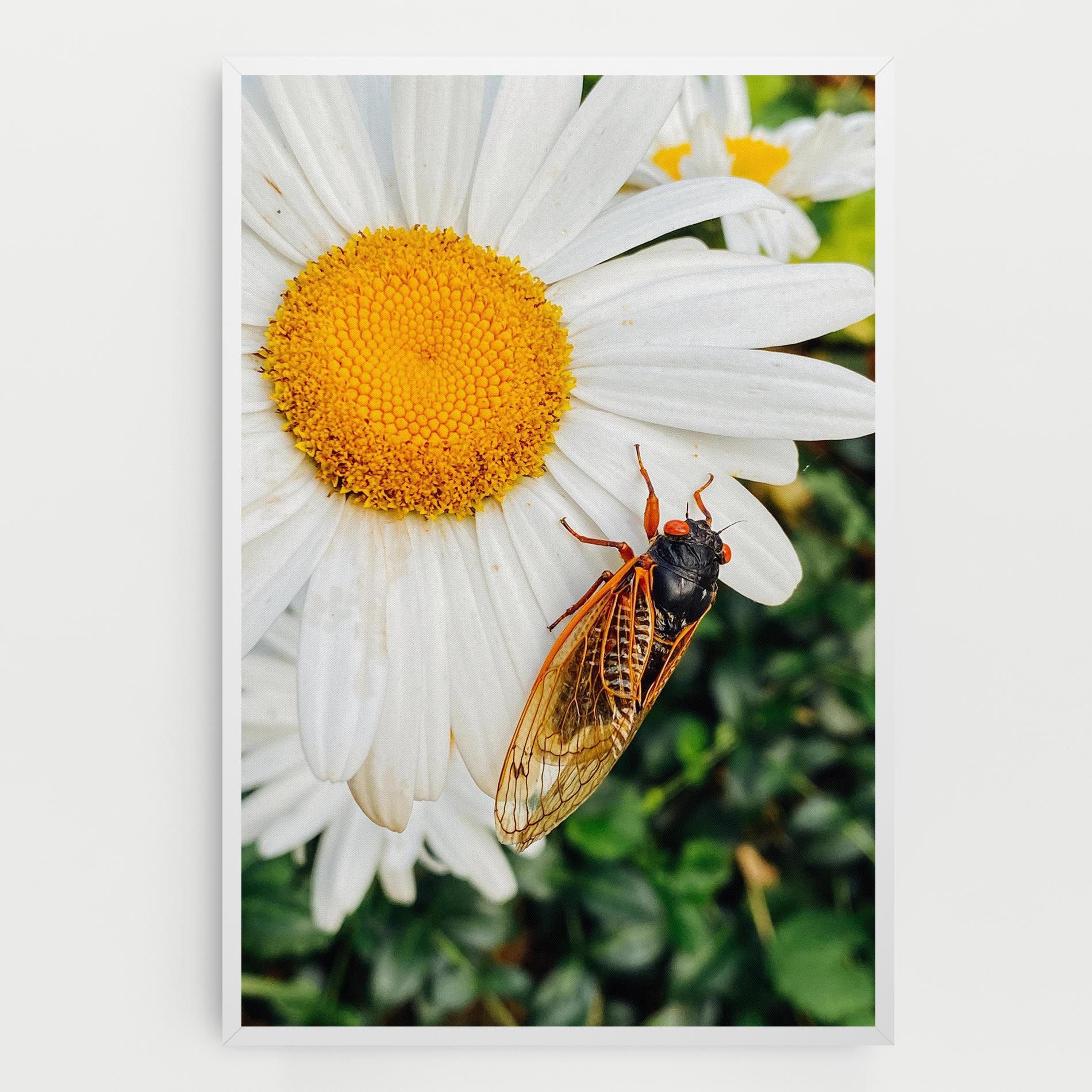 Bug On The Daisy mockup 0