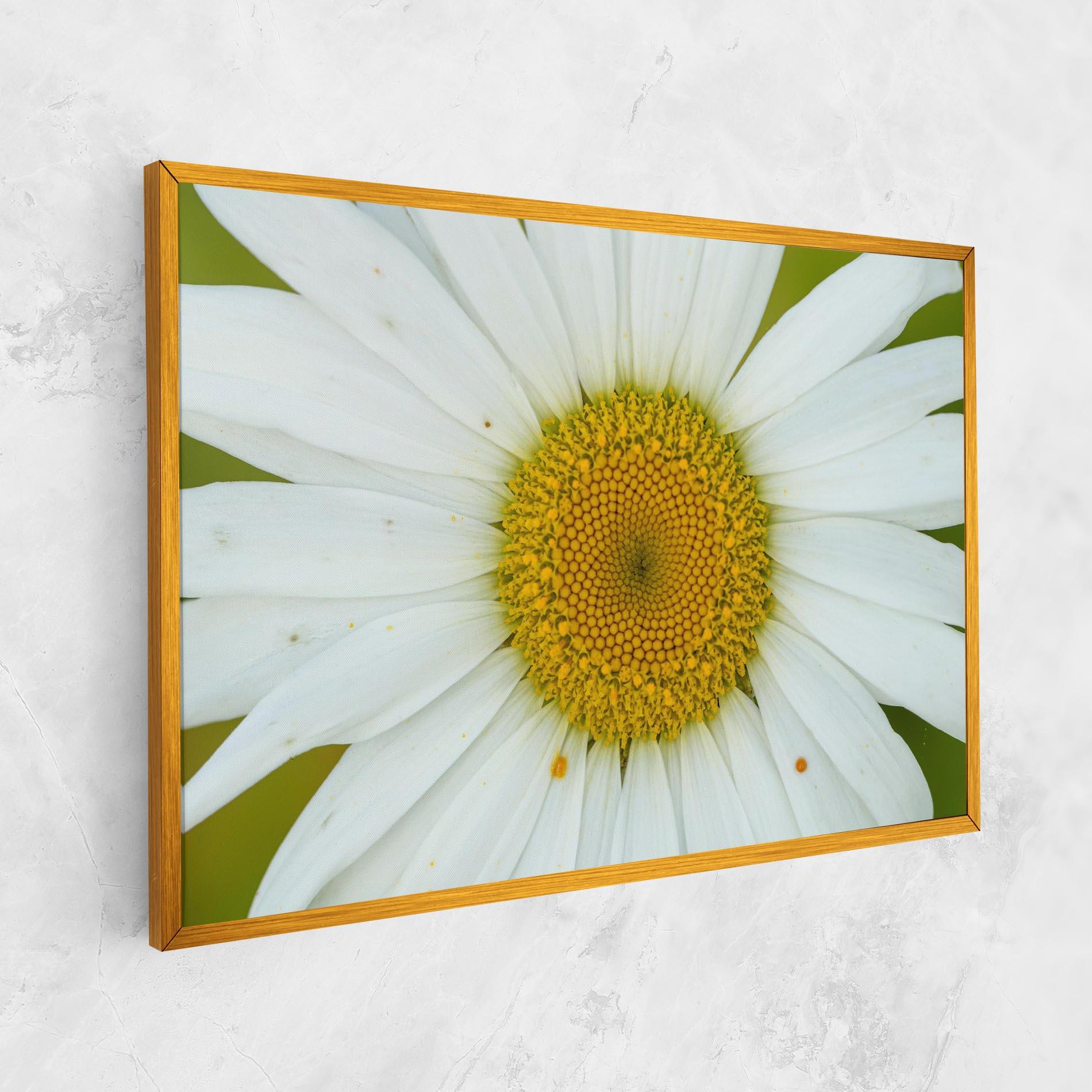 Tablou Canvas Daisy Close Up mockup 1