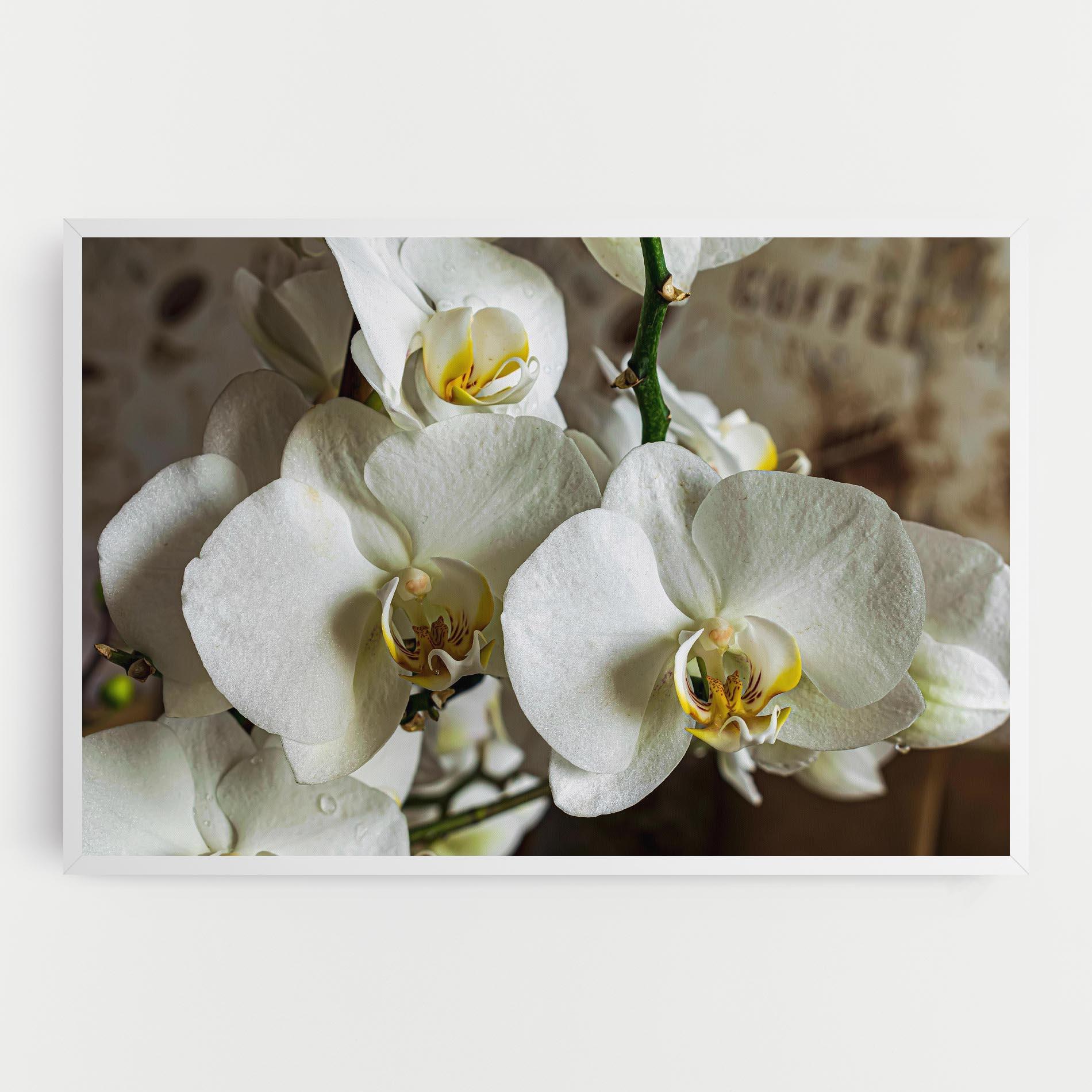 Tablou Canvas Beautiful White Orchids mockup 0