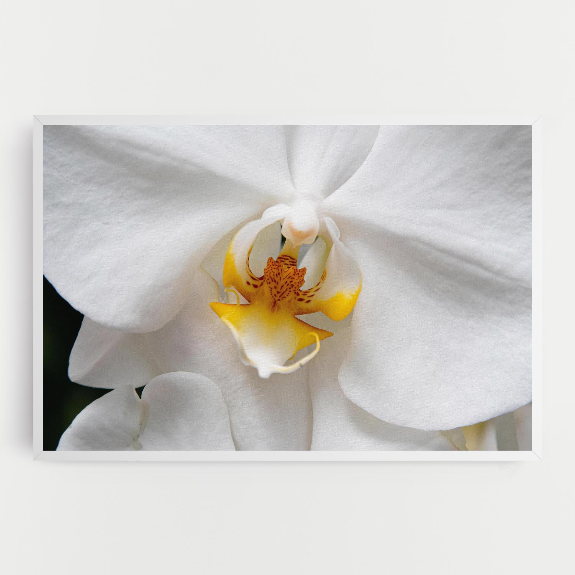 Tablou Canvas Big Orchid Close Up mockup 0